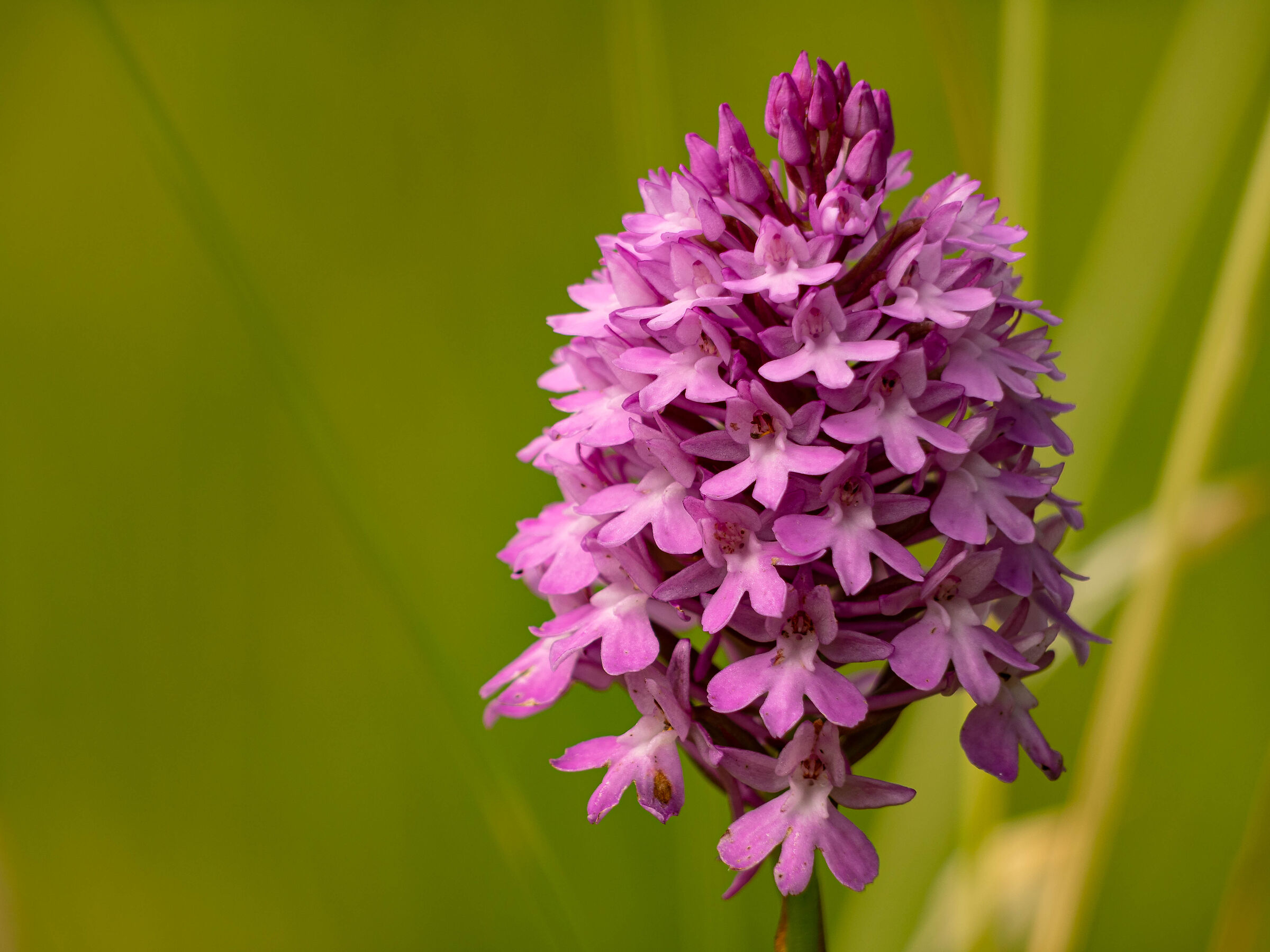 Pyramidal orchid