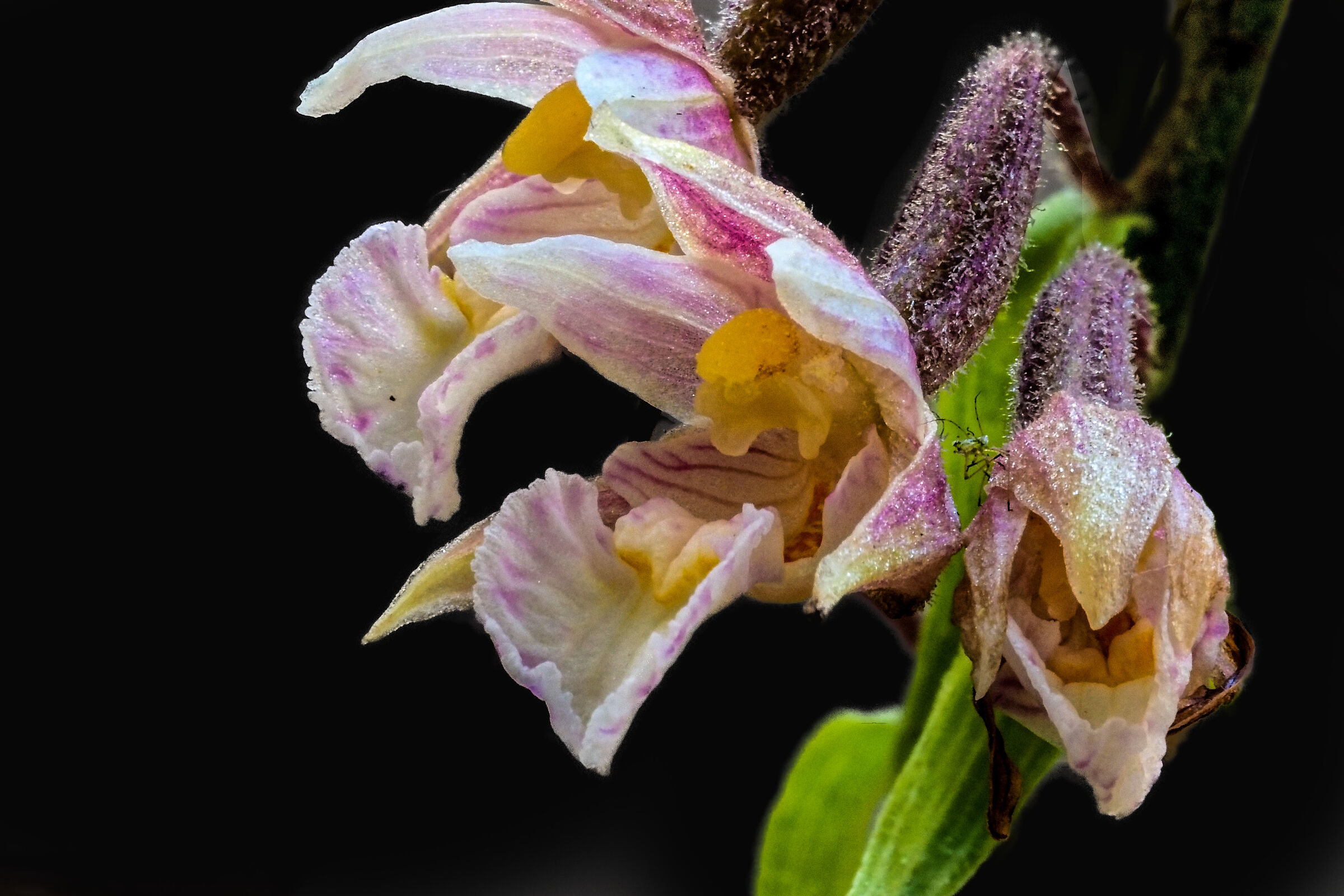 Epipactis palustris