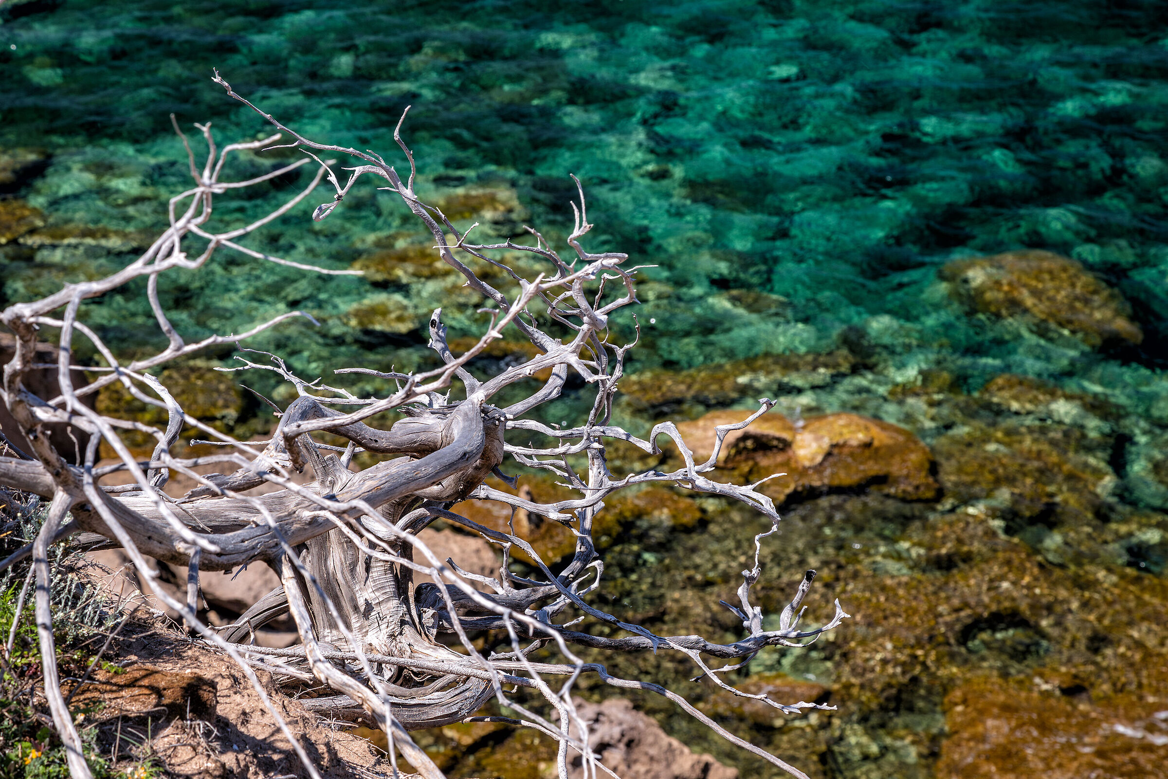 Sardegna