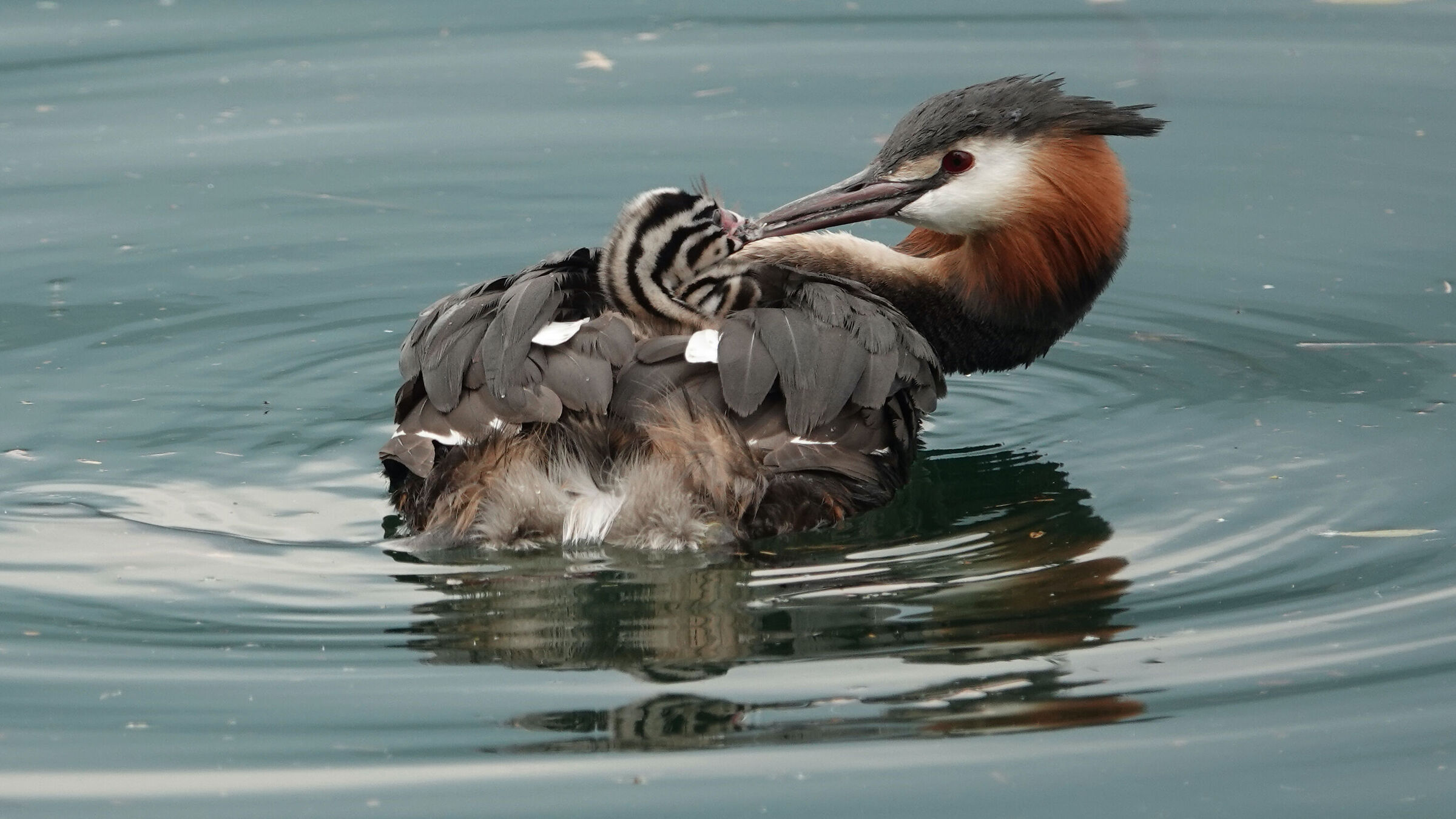 Grebe with chick 2