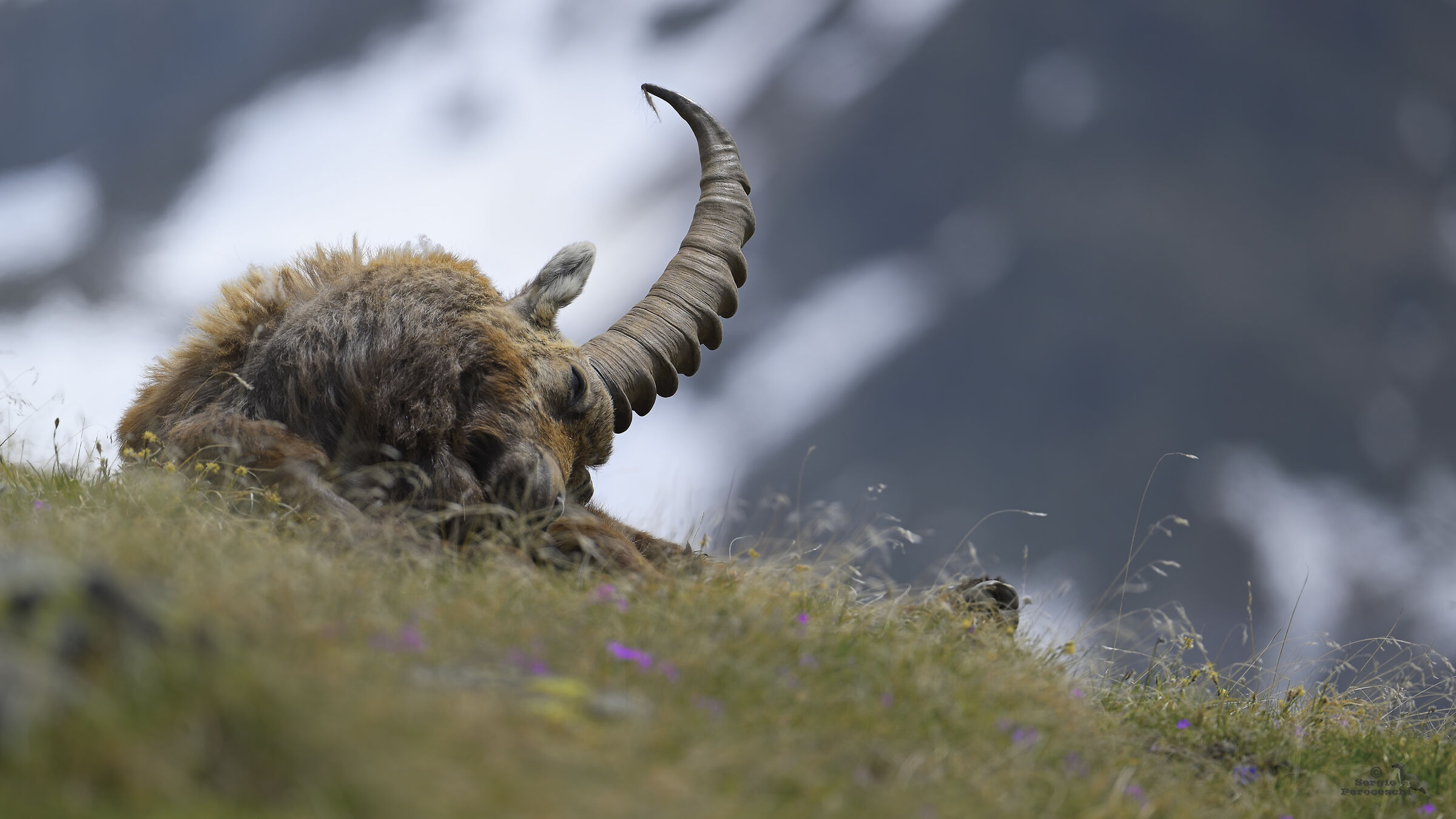The nap of the ibex