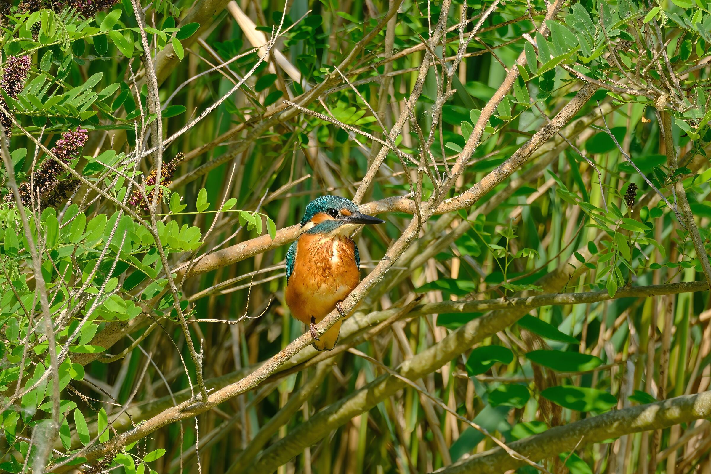 Martino in nature...