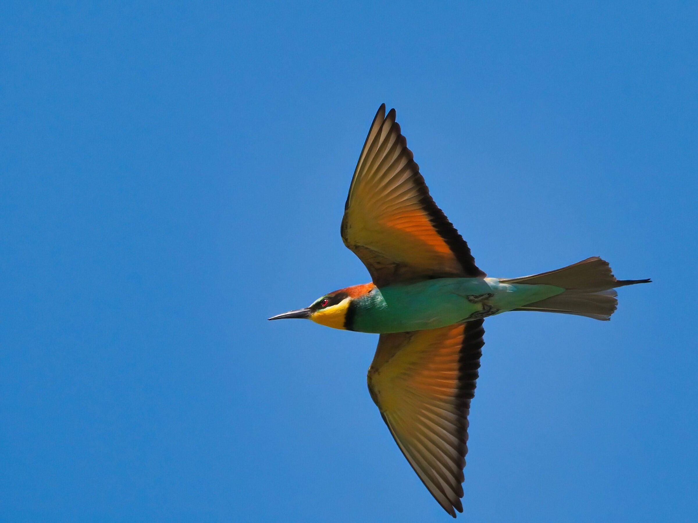 Bee-eater