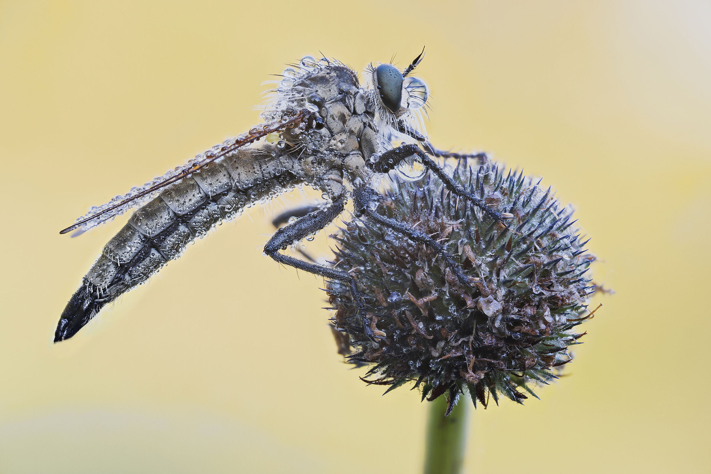 Machimus sp. z o.o.
