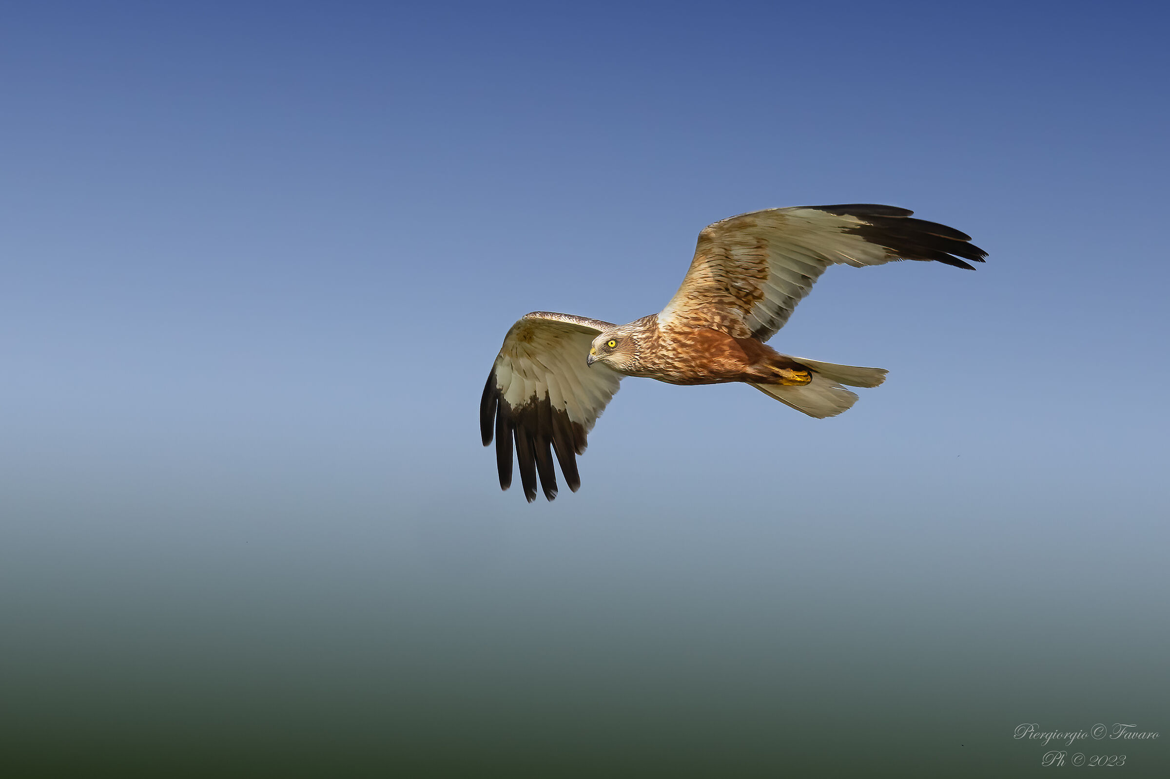 Female marsh harrier