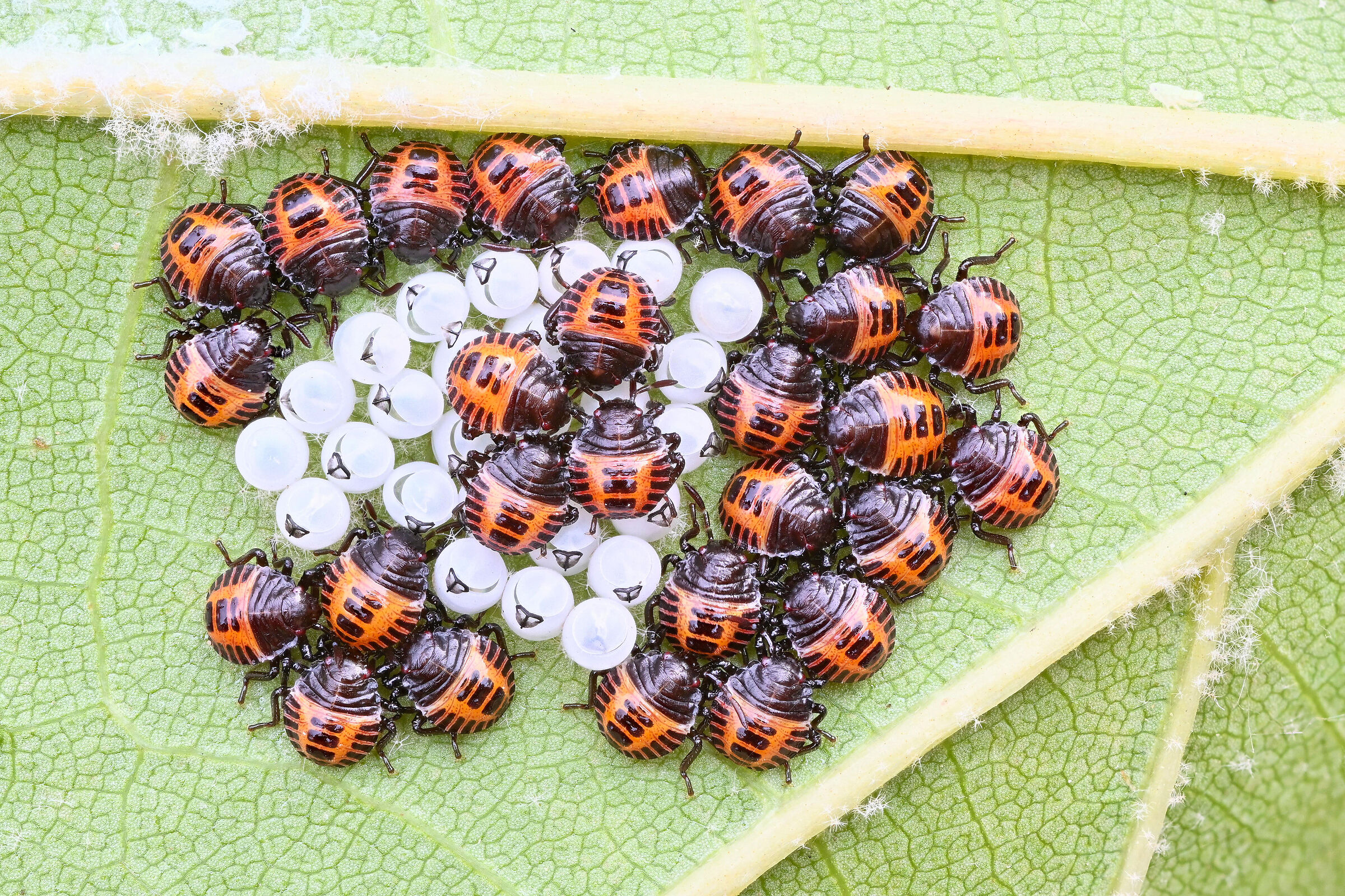 Eggs and nymphs of Asian stink bug