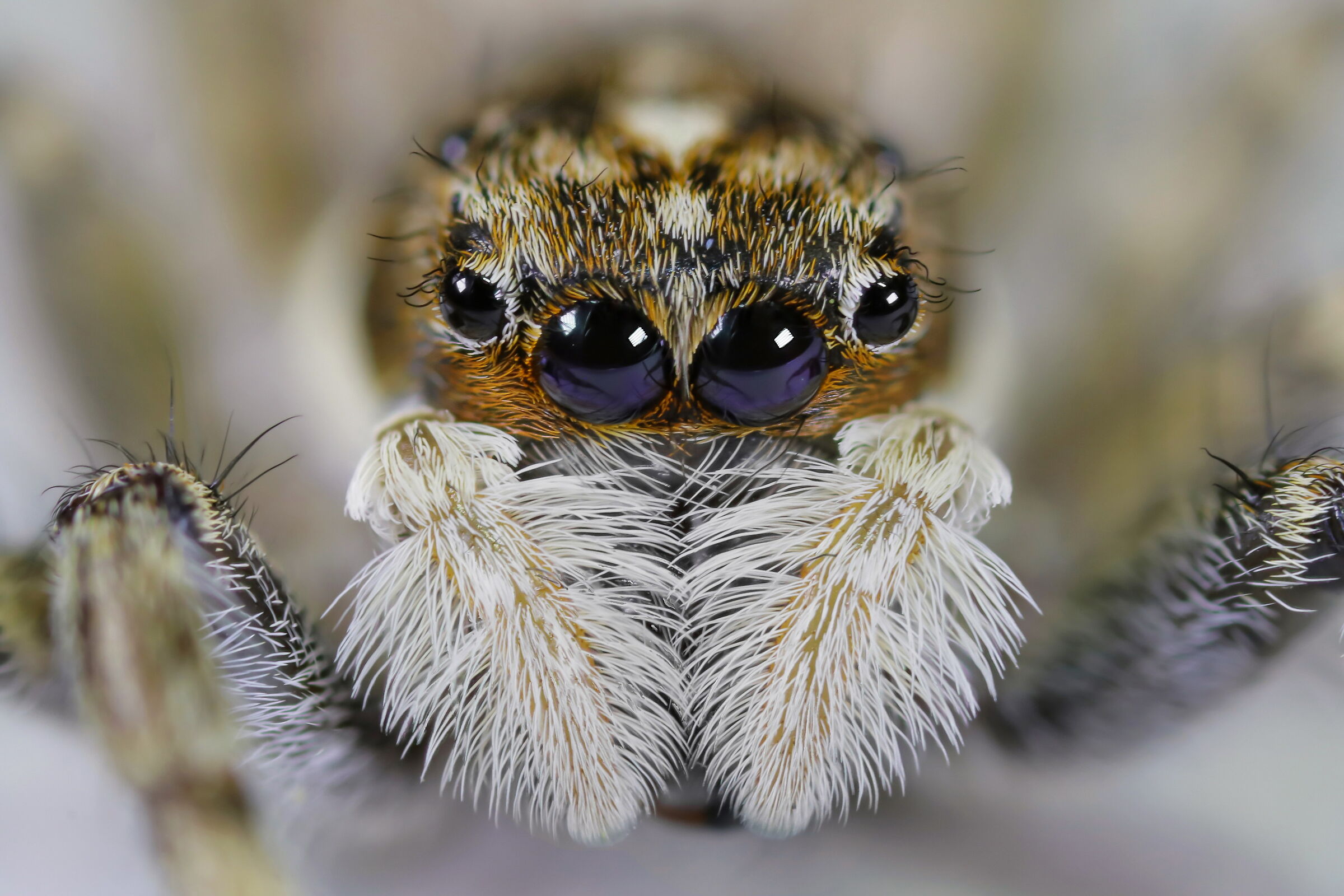 Adopt me! (I don't bark, I eat little)