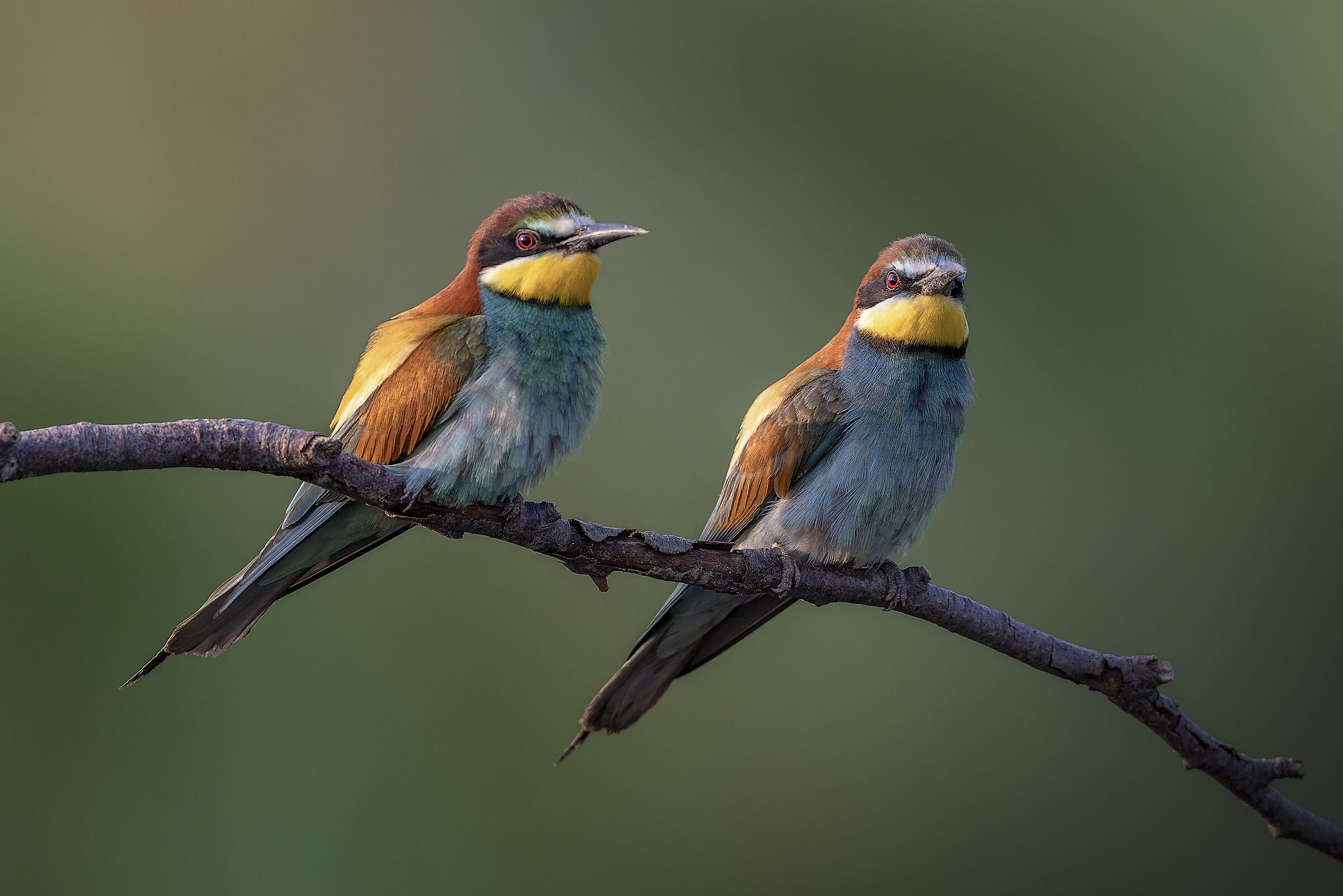 Bee-eaters