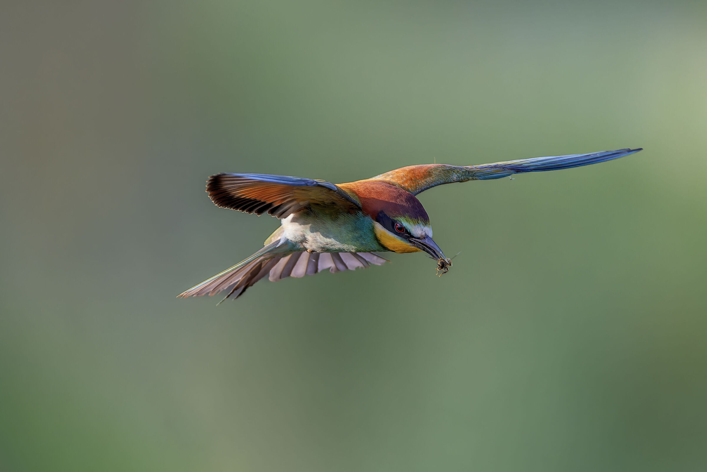 Bee-eater in flight