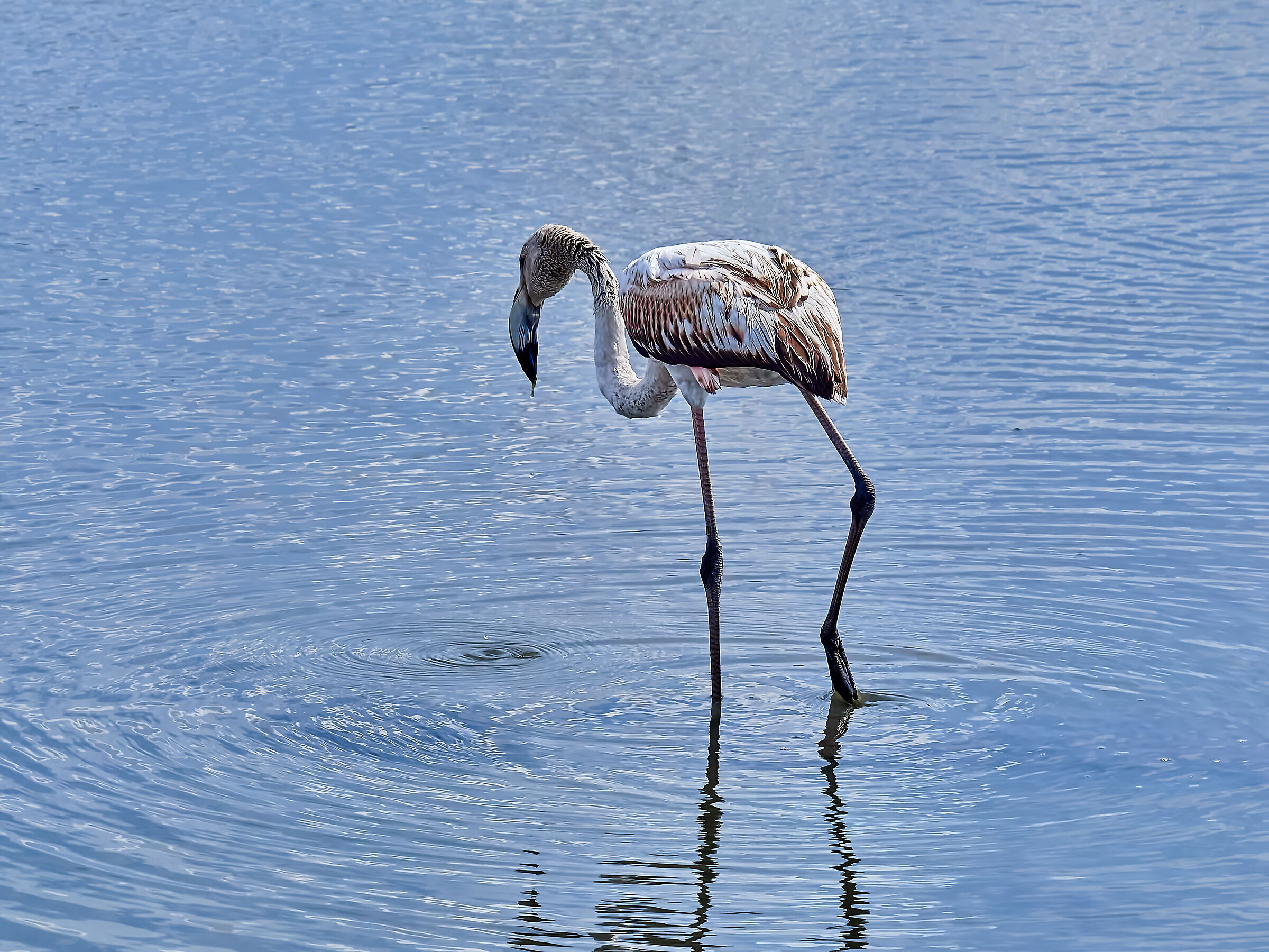 Flamingo at the salt pans of Trapani