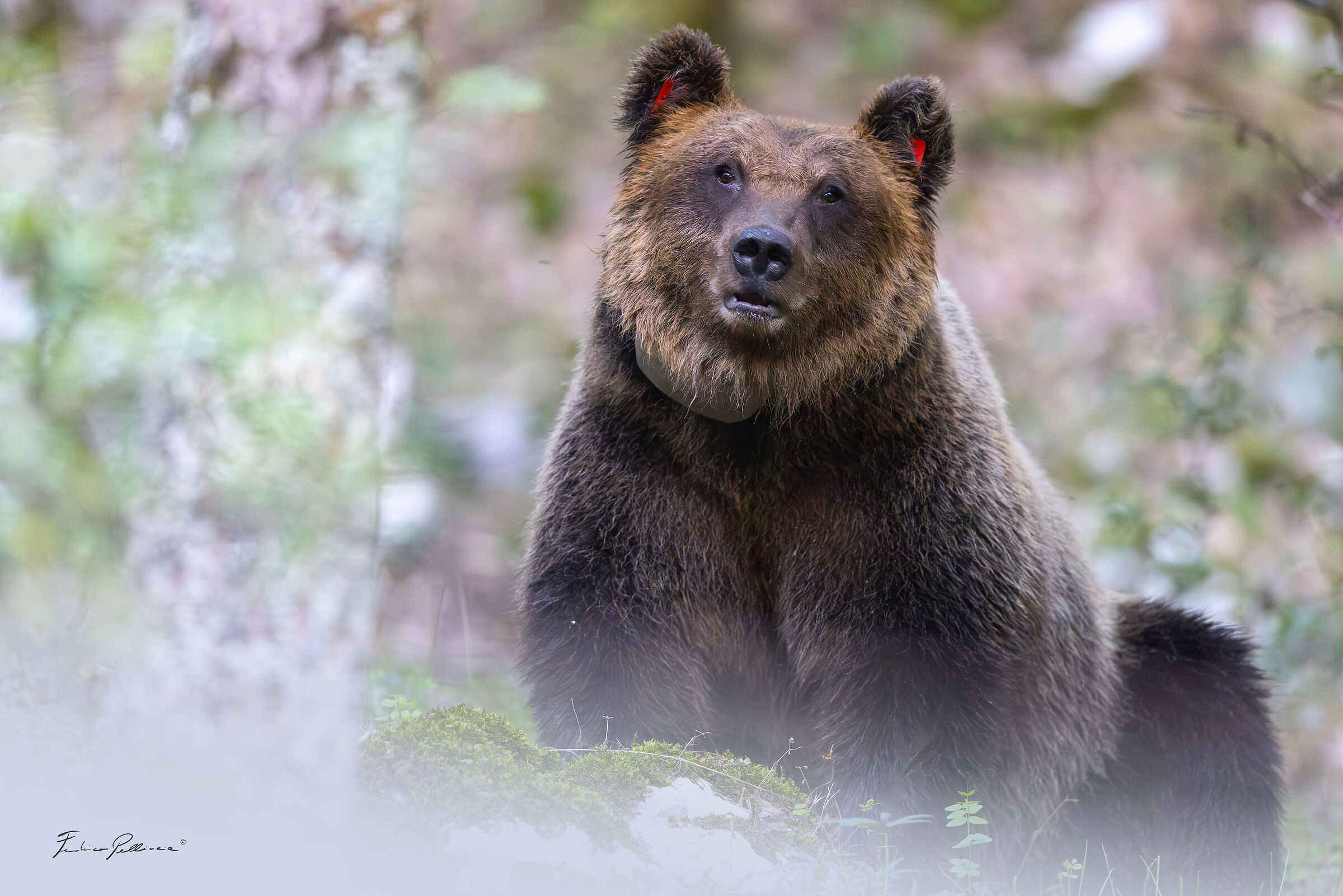 Marsican bear ( Ursus arctos marsicanus )