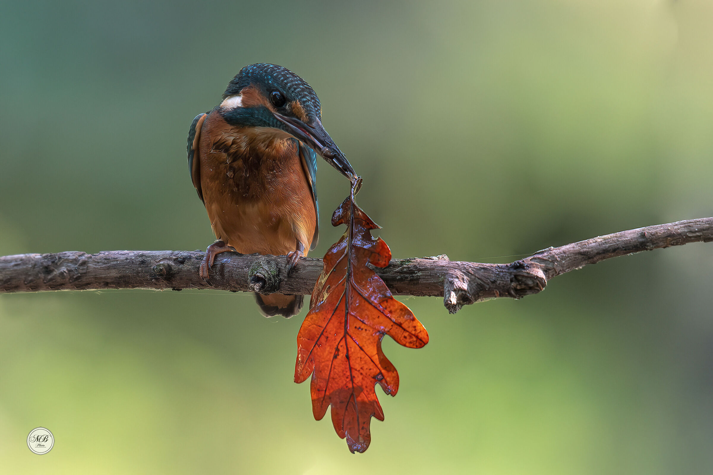 Ops..!! Preda sbagliata