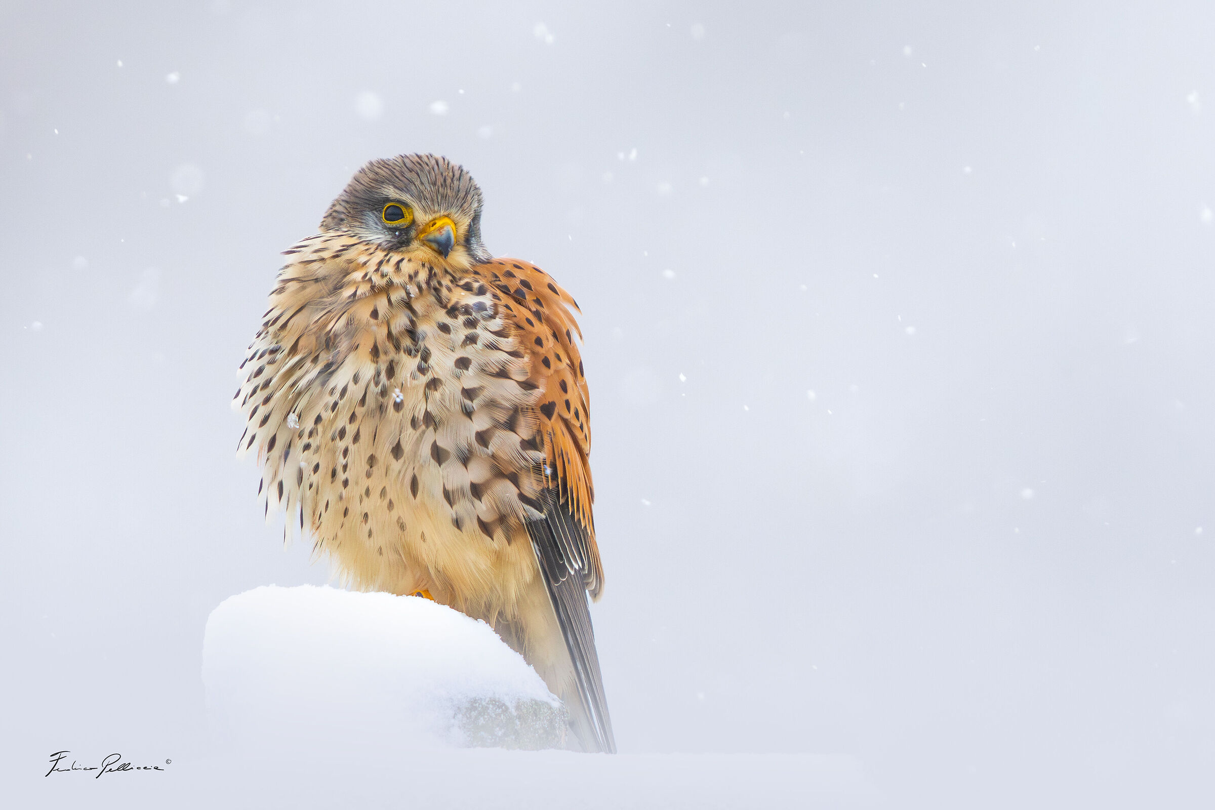 Hunting under heavy snowfall