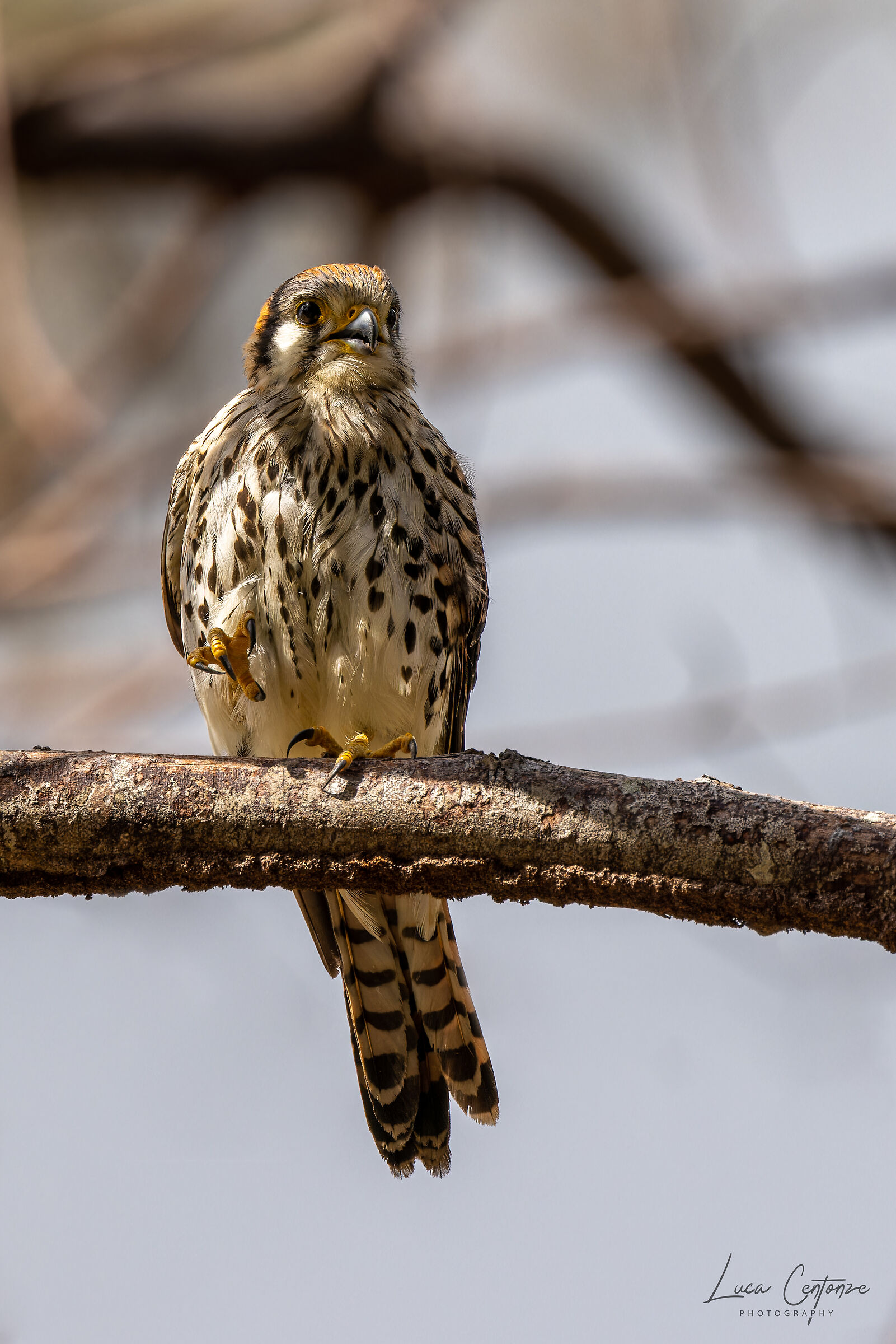 American Kestrel (Falco sparverius) Gheppio Americano