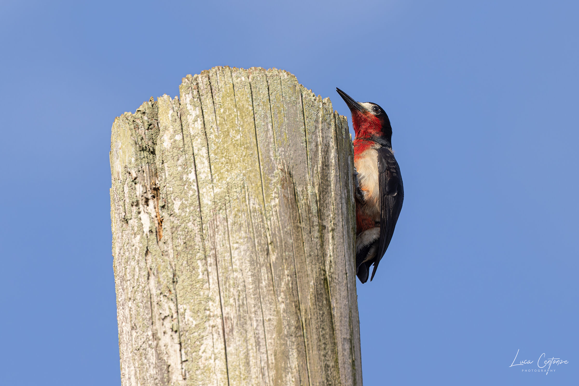 Puerto Rican Woodpecker (Melanerpes portoricensis)