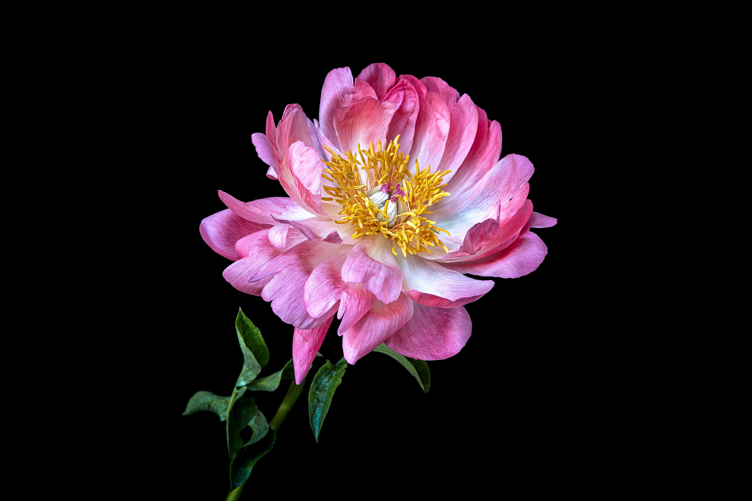Peony