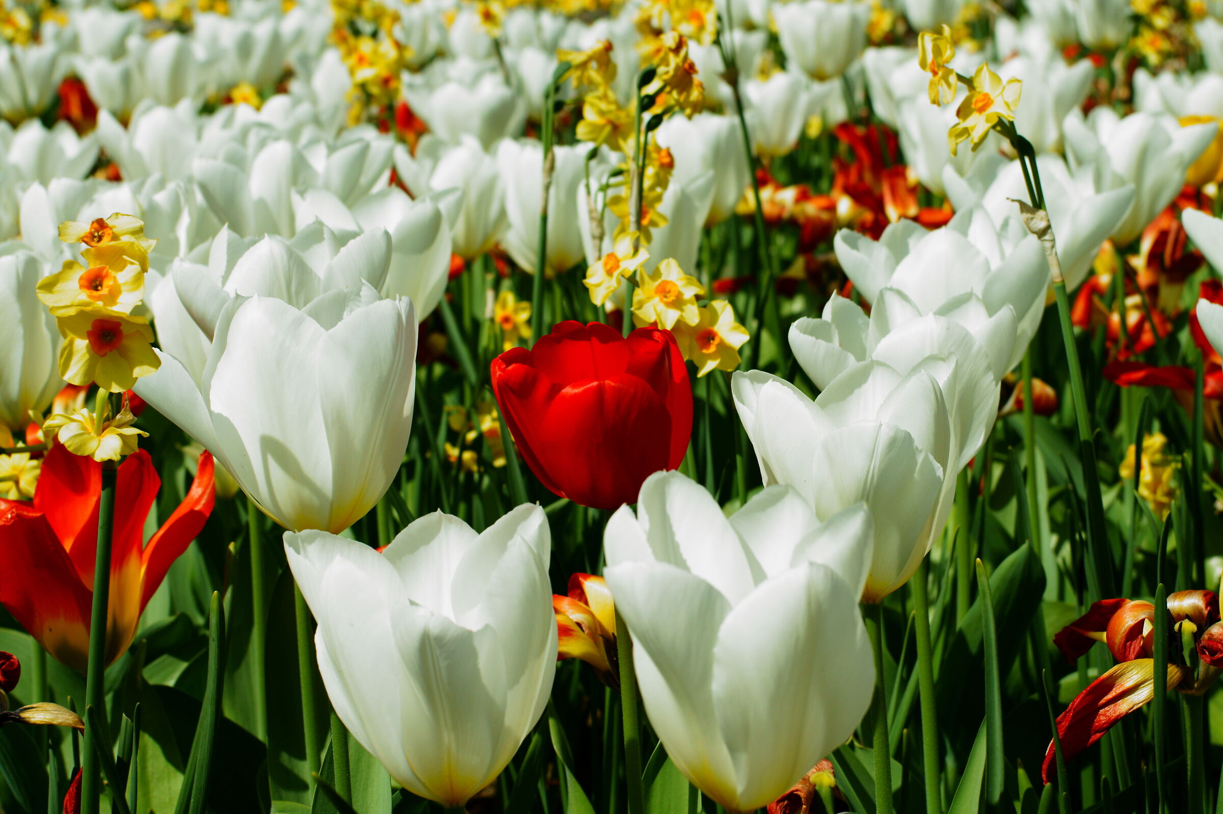 Tulip bloom at Villa Taranto