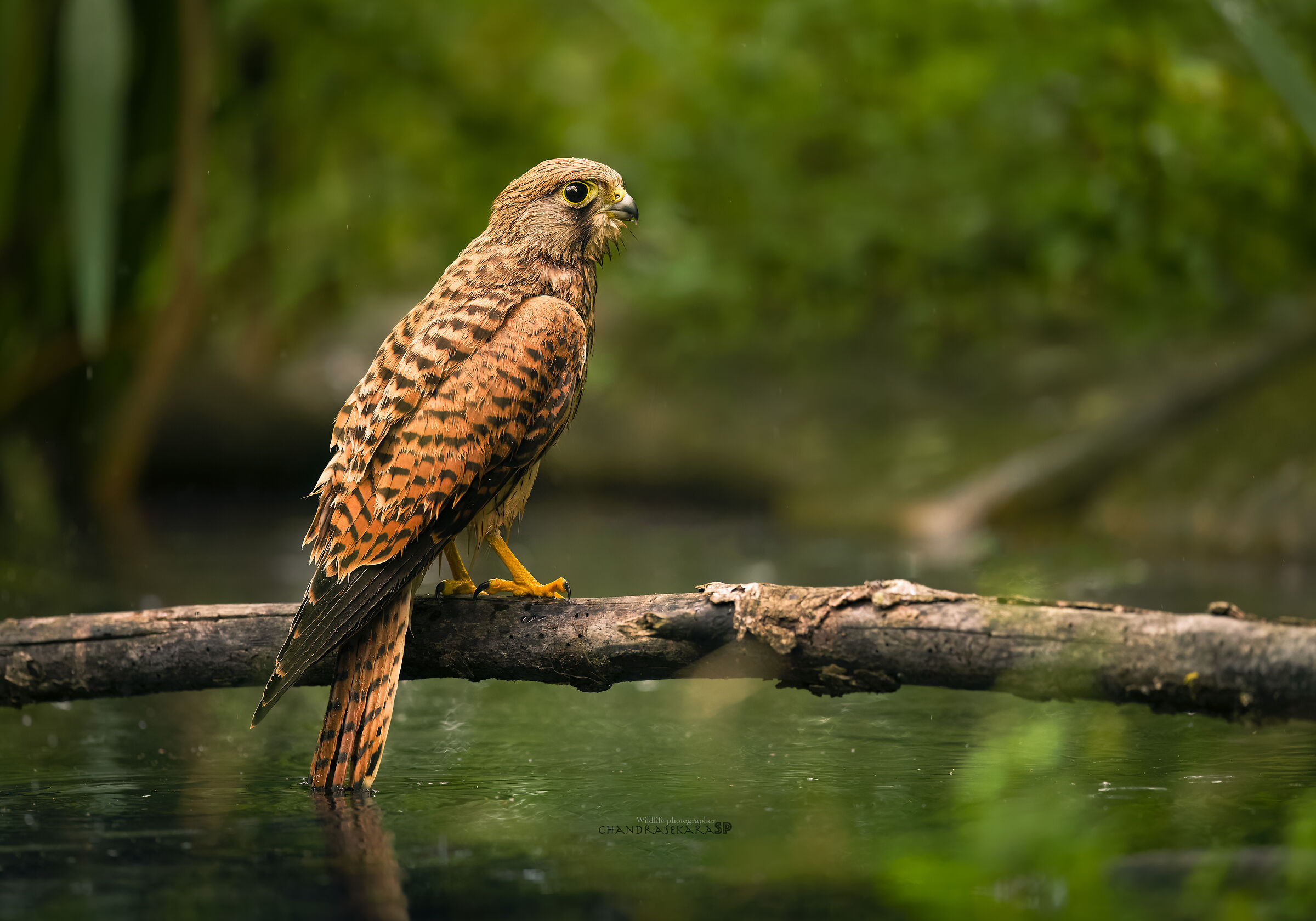 kestrel
