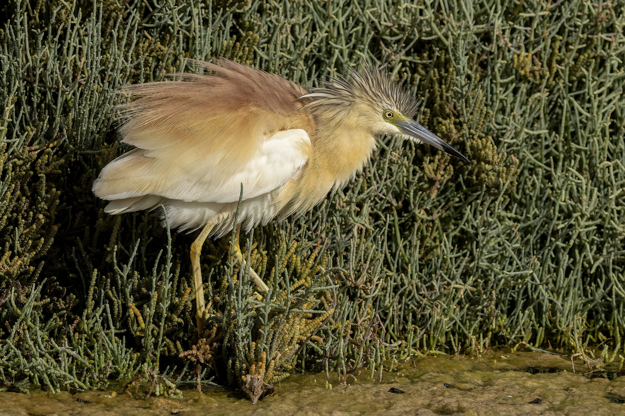 Sgarza dal ciuffetto