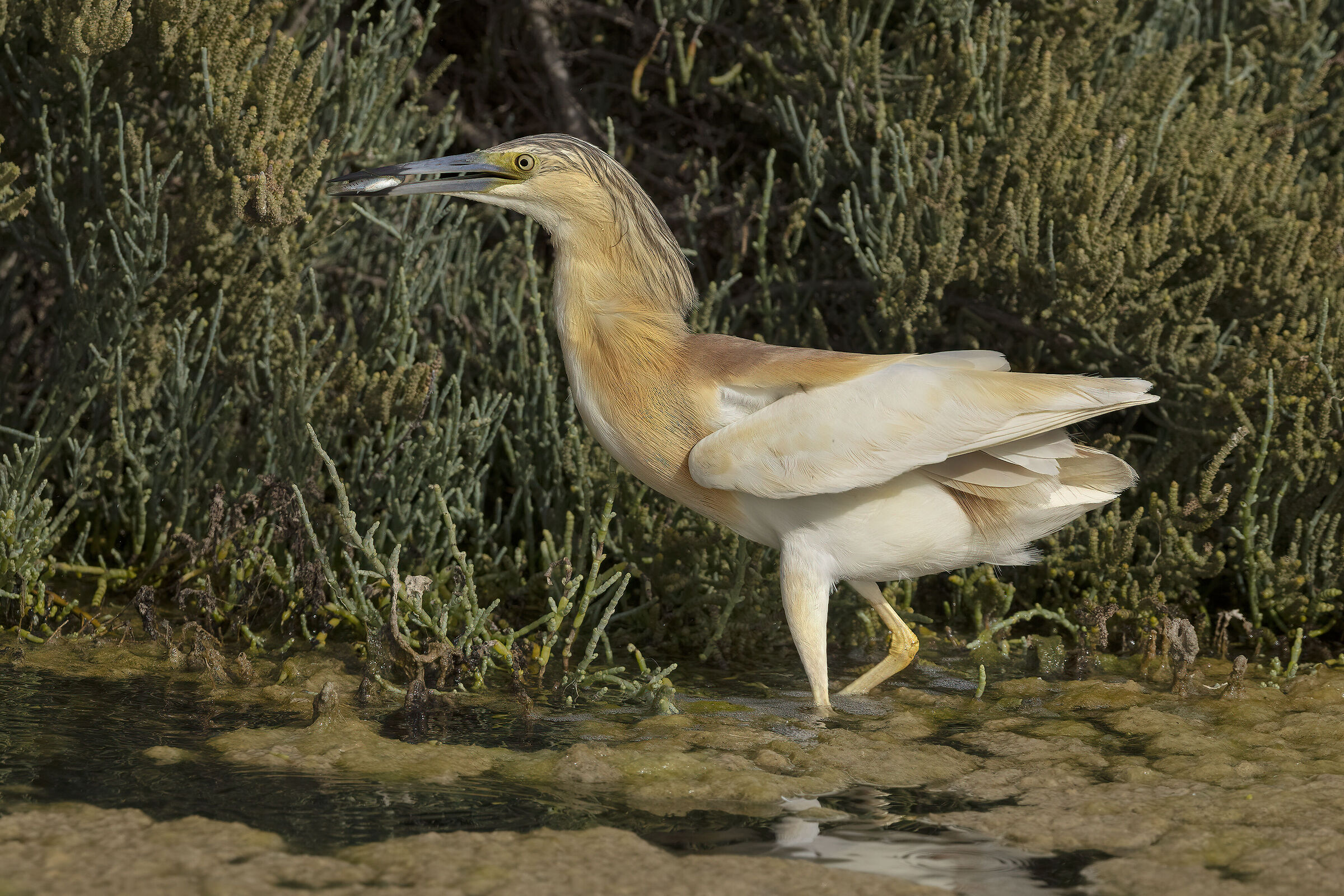 Sgarza dal ciuffetto