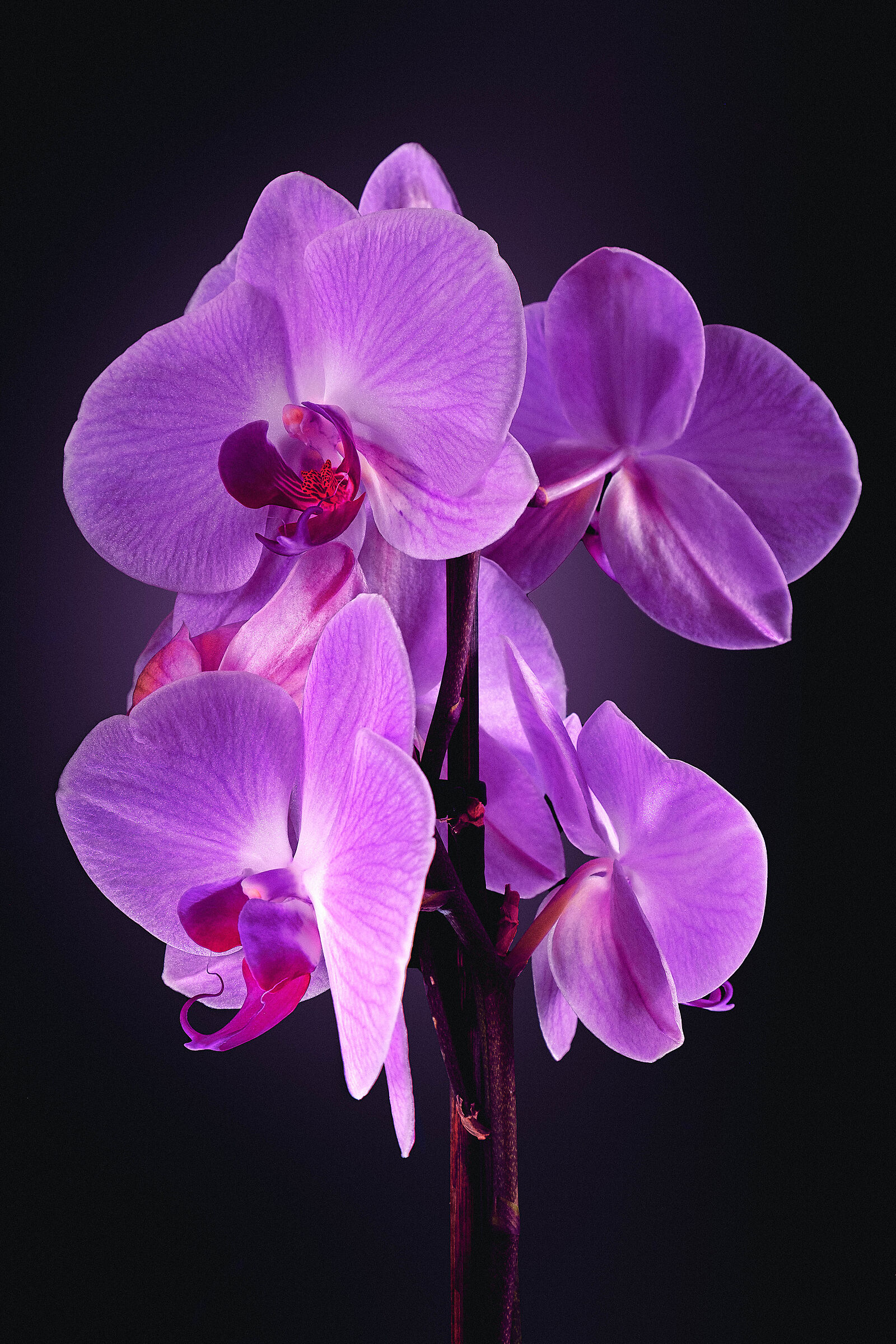 Orchid