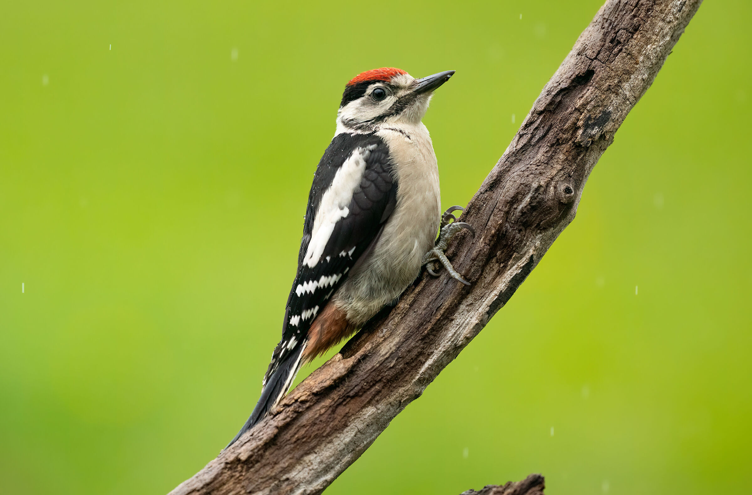 Male chicken of spotted woodpecker
