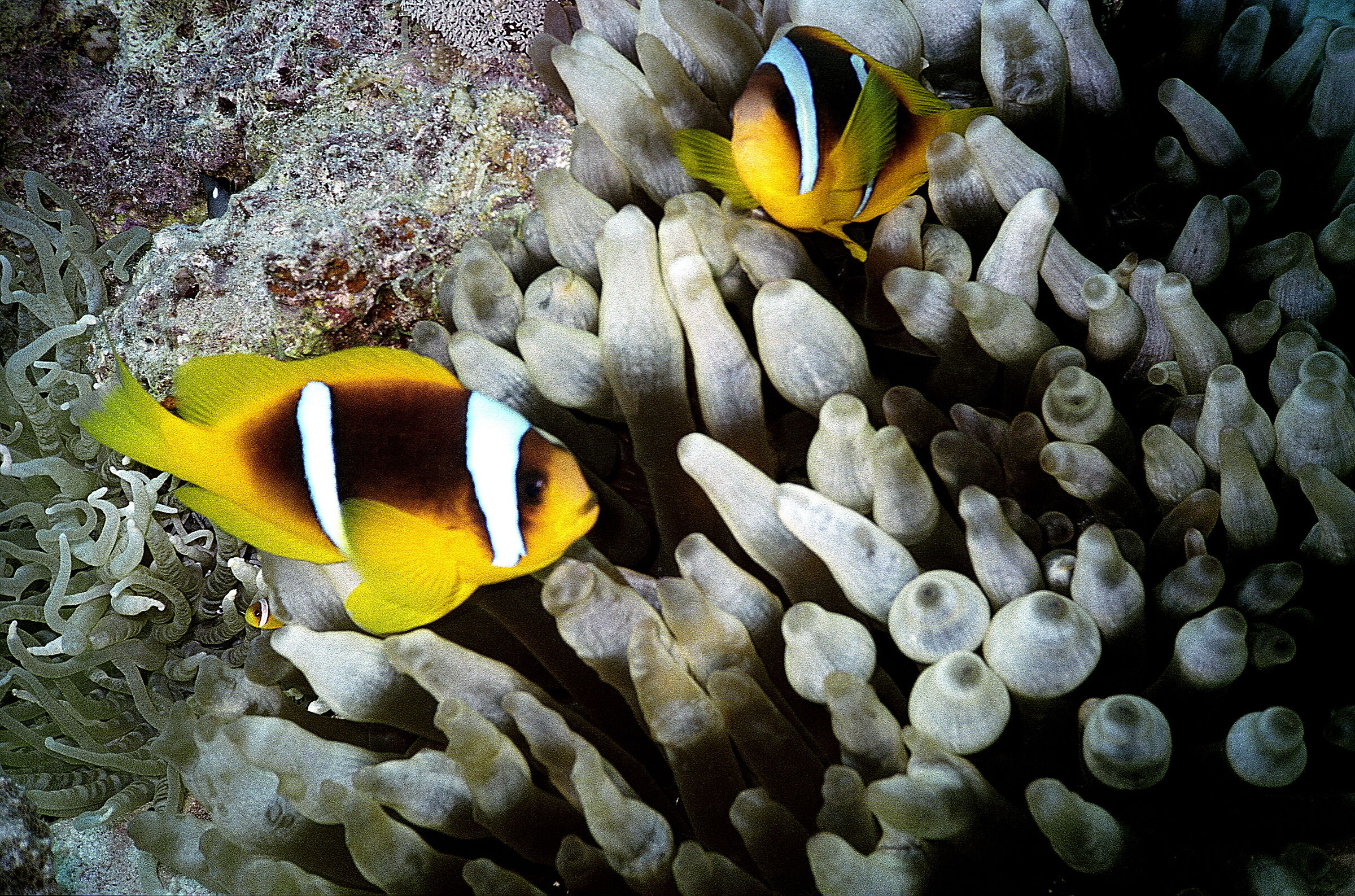 Red Sea P Clown(Amphiprion bicinctus)