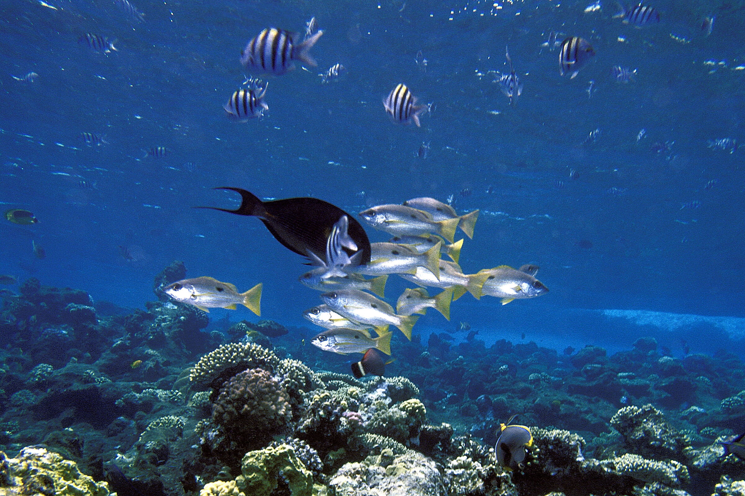 Red Sea Yellow snapper(Lutjanus monostigma)