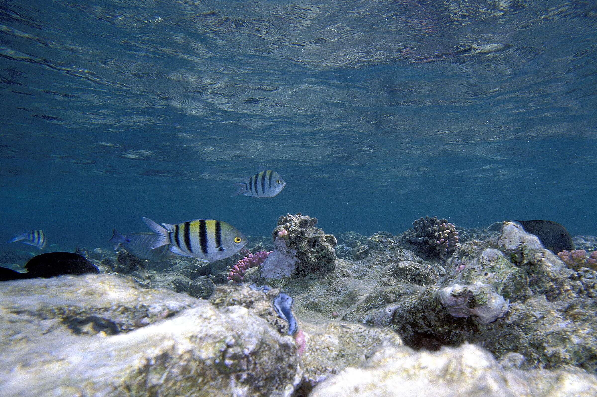 Red Sea Damsel Serg Major (Abudefduf saxatilis)