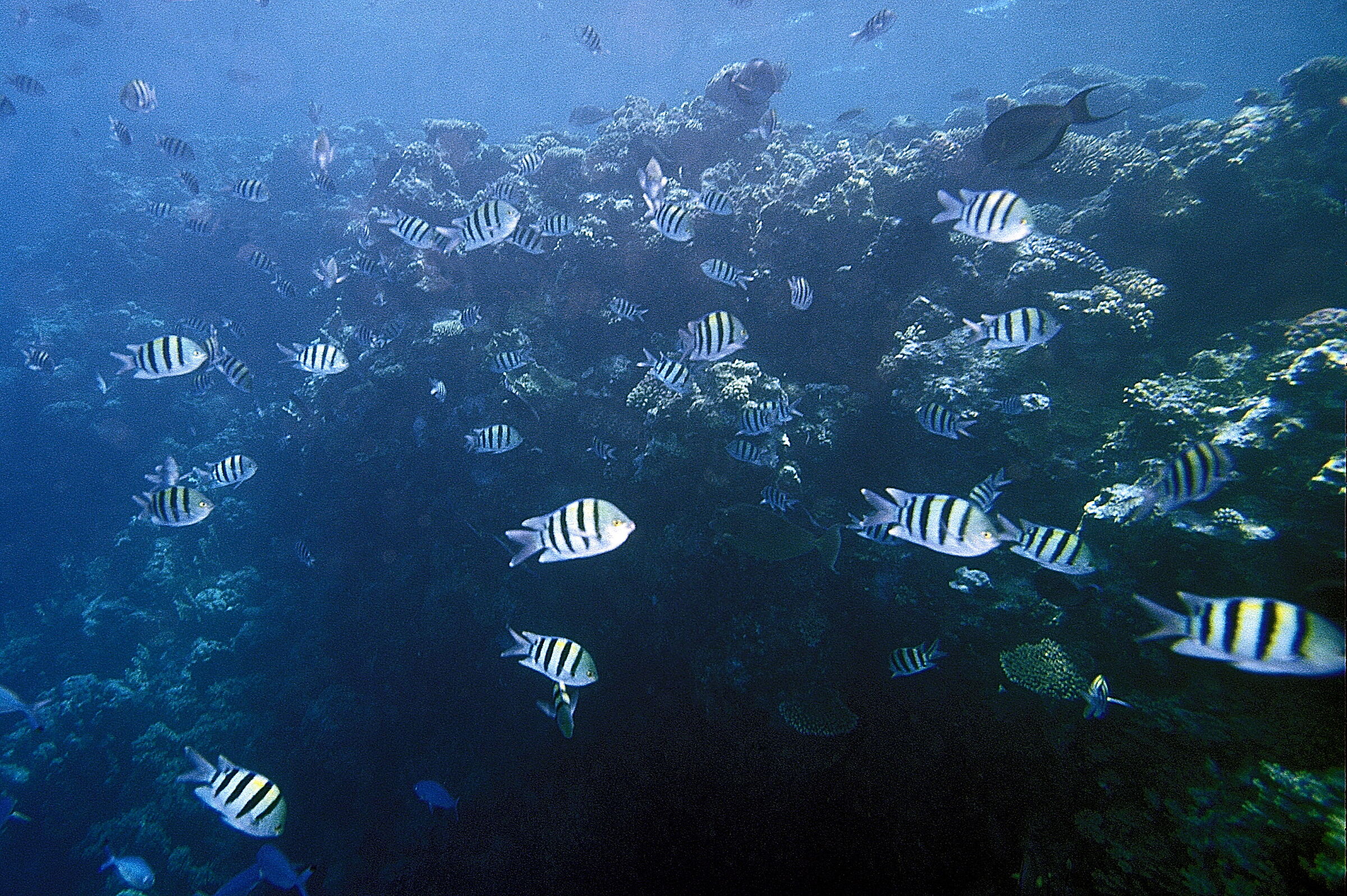 Red Sea Damsel Serg Major (Abudefduf saxatilis)