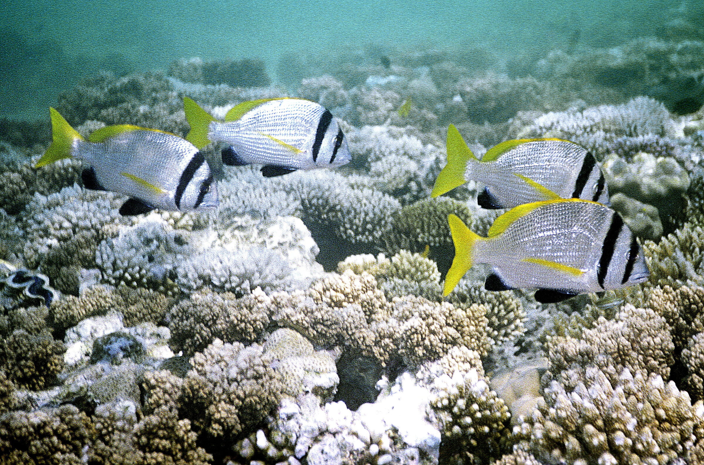 Red Sea Tropical sea bream (Acanthopagrus bifasciatus)