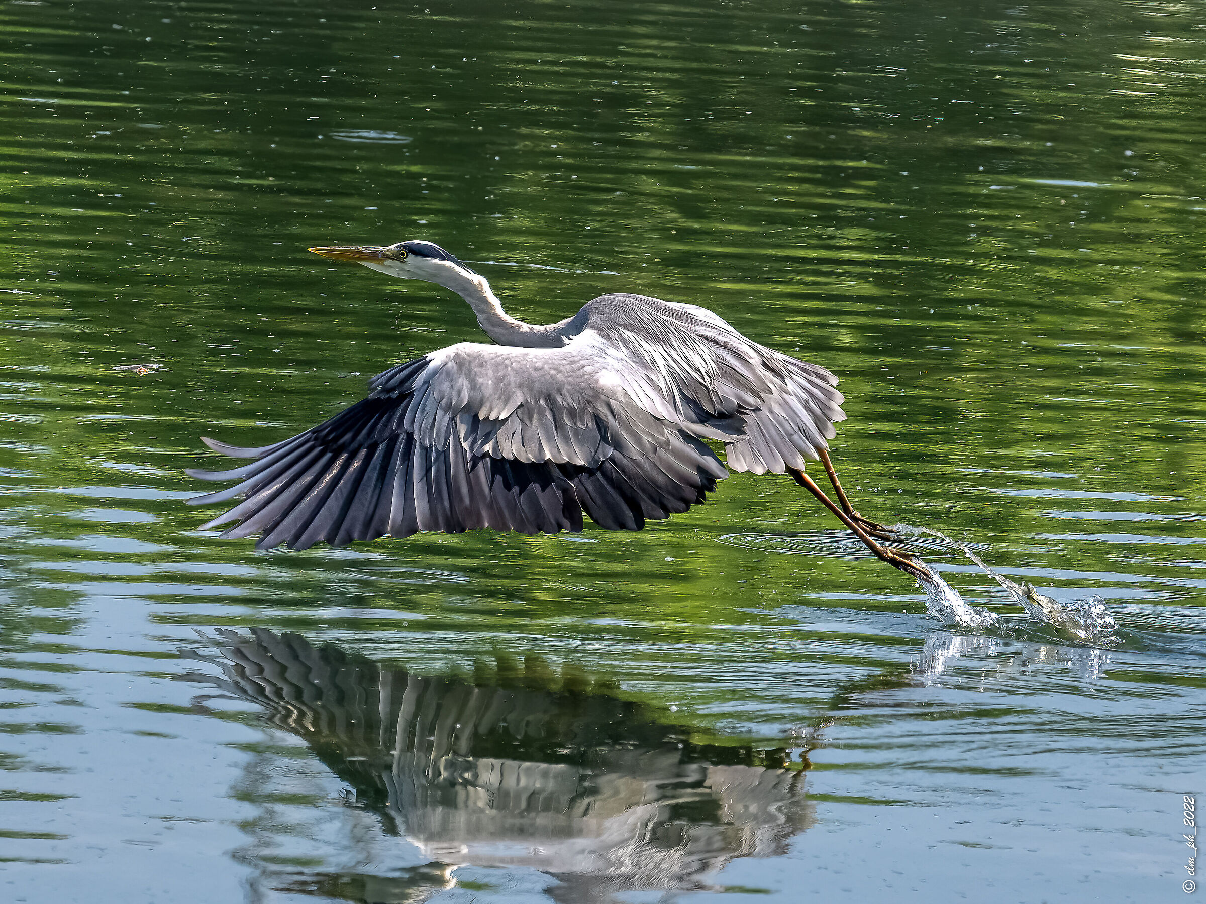 Meisino Park (TO) Airone Cinerino