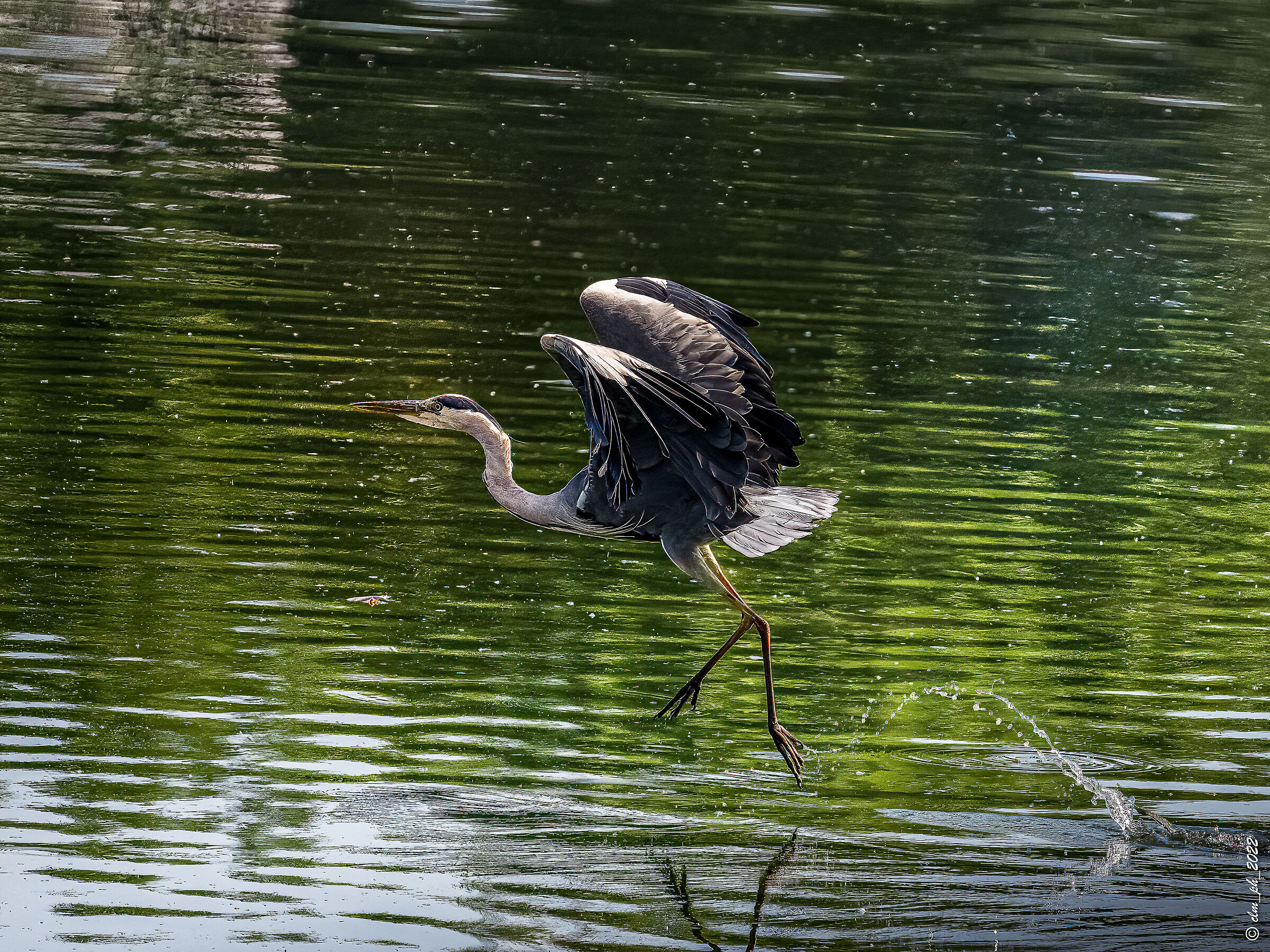 Meisino Park (TO) Airone Cinerino