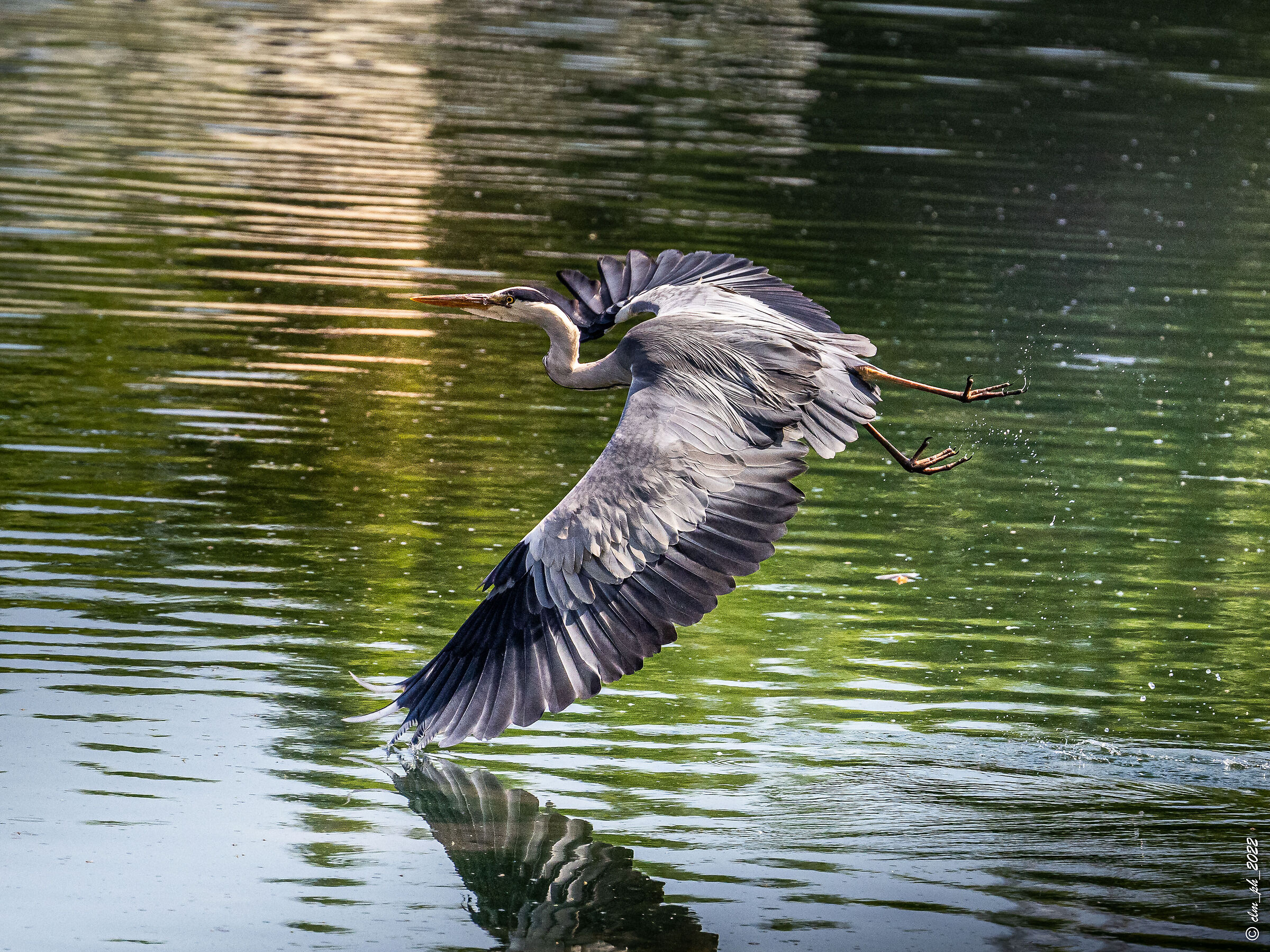 Meisino Park (TO) Airone Cinerino