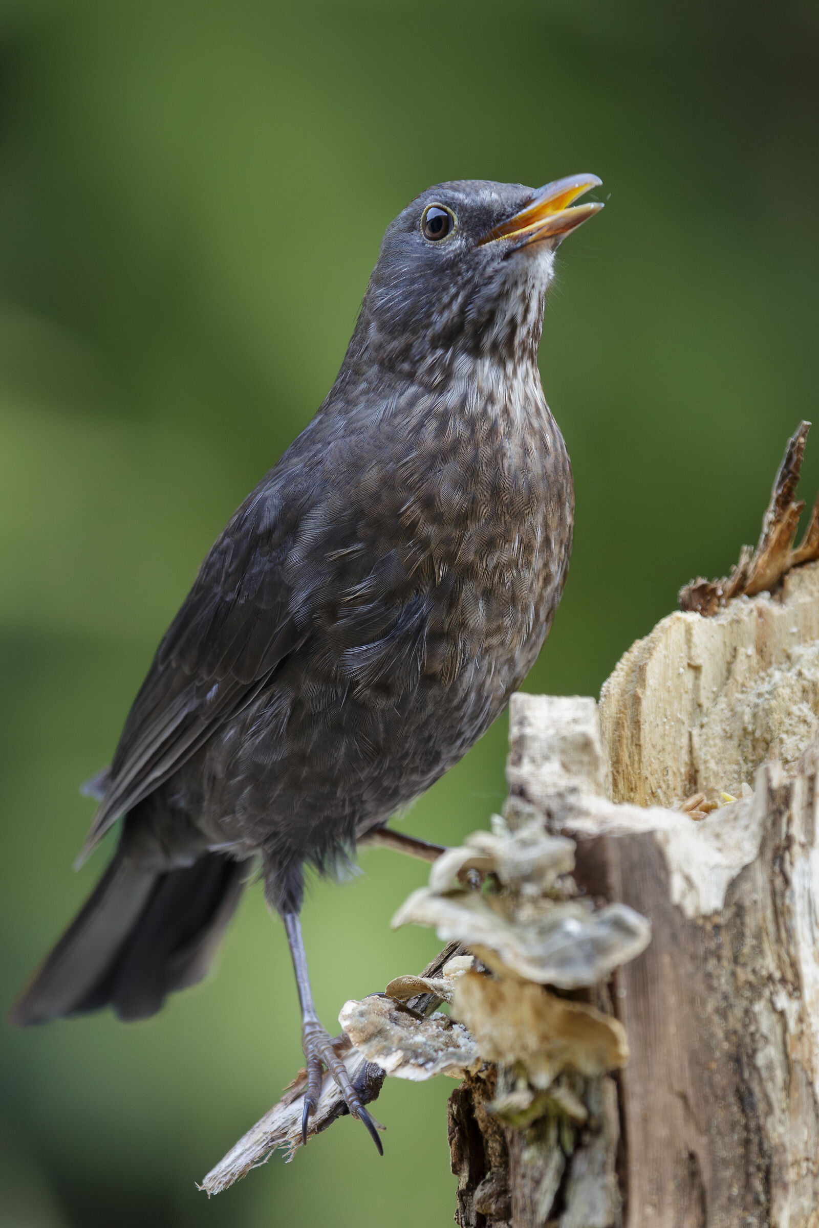 Blackbird