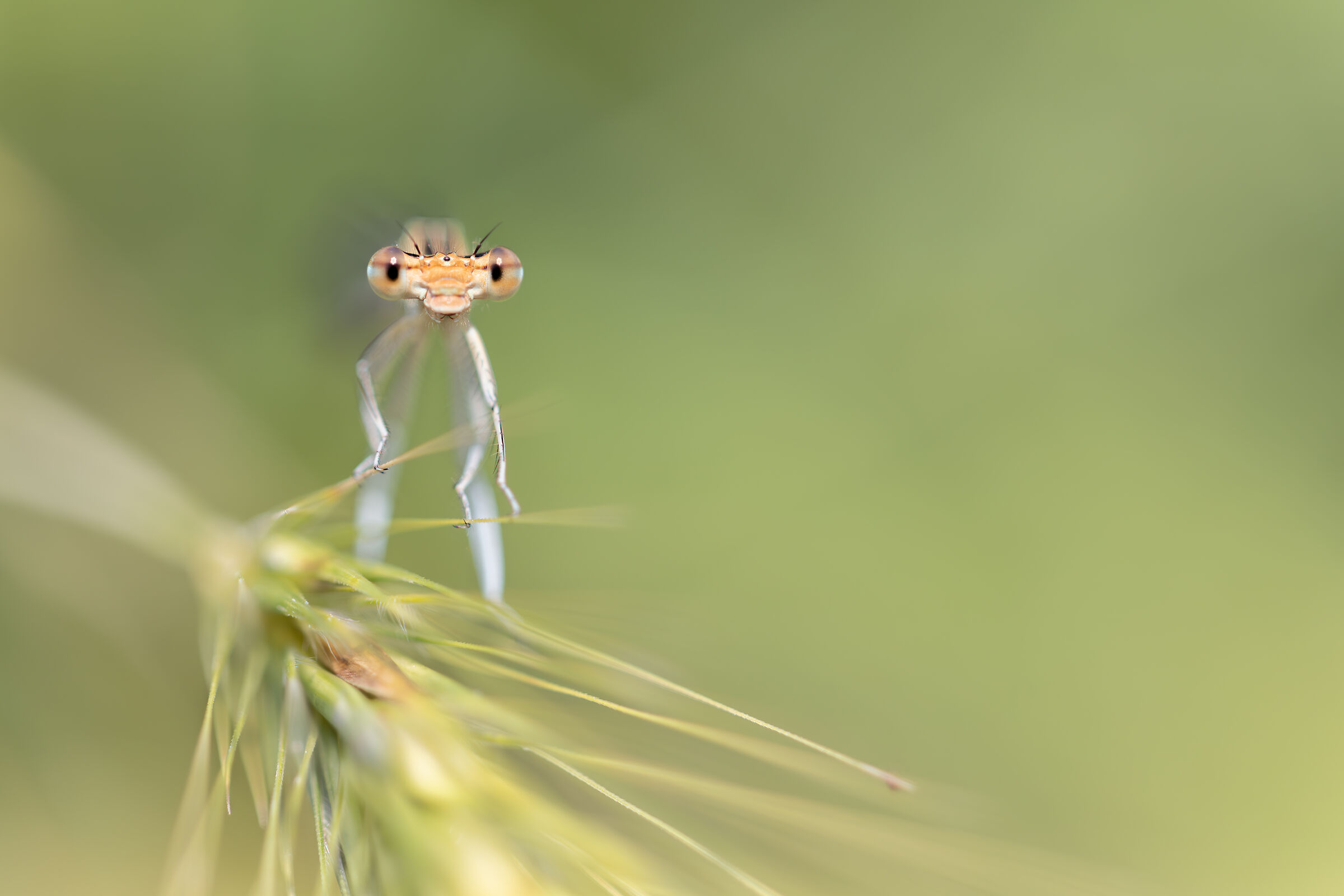 Platycnemis pennipes