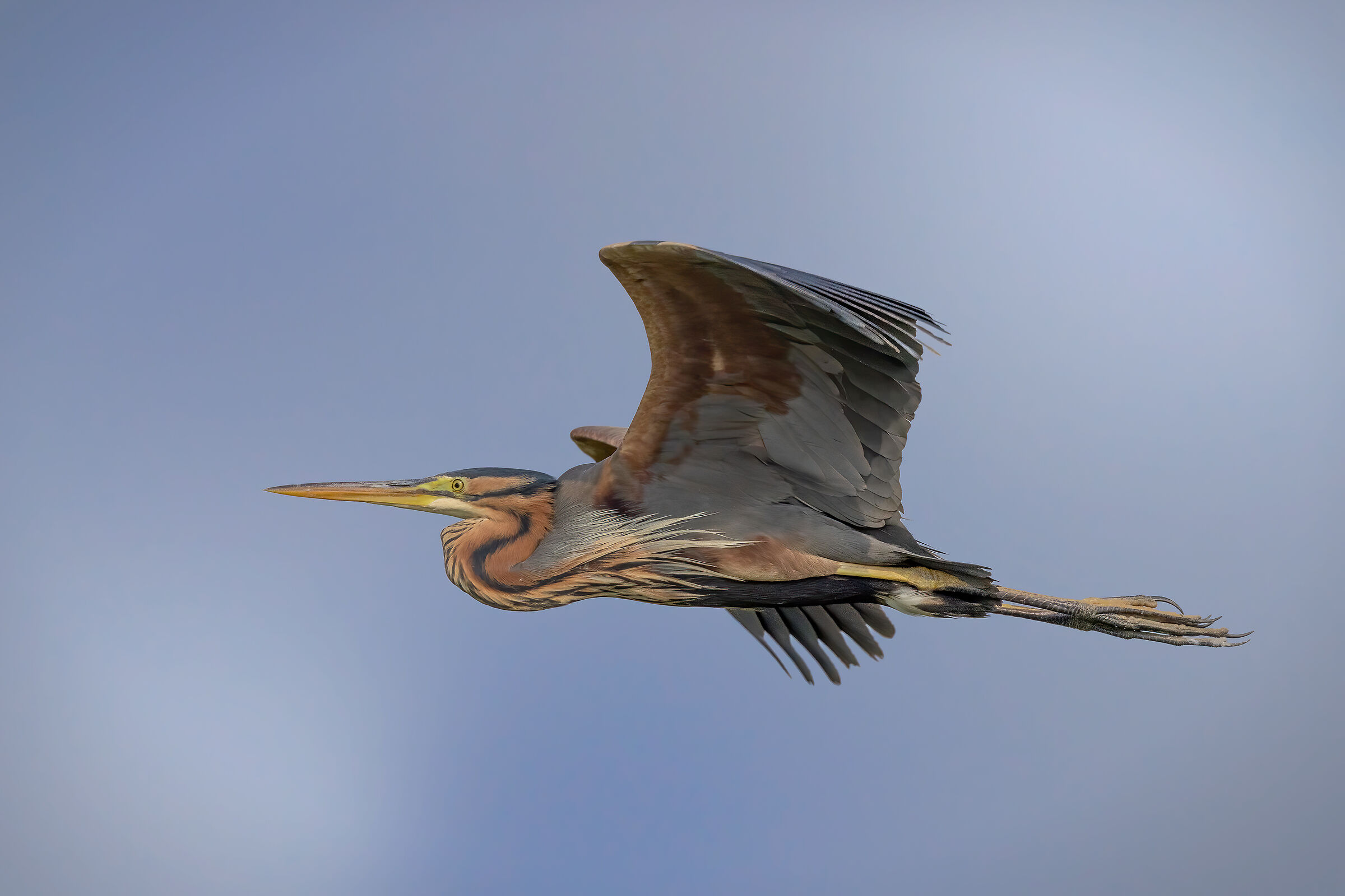 Classico Rosso al volo