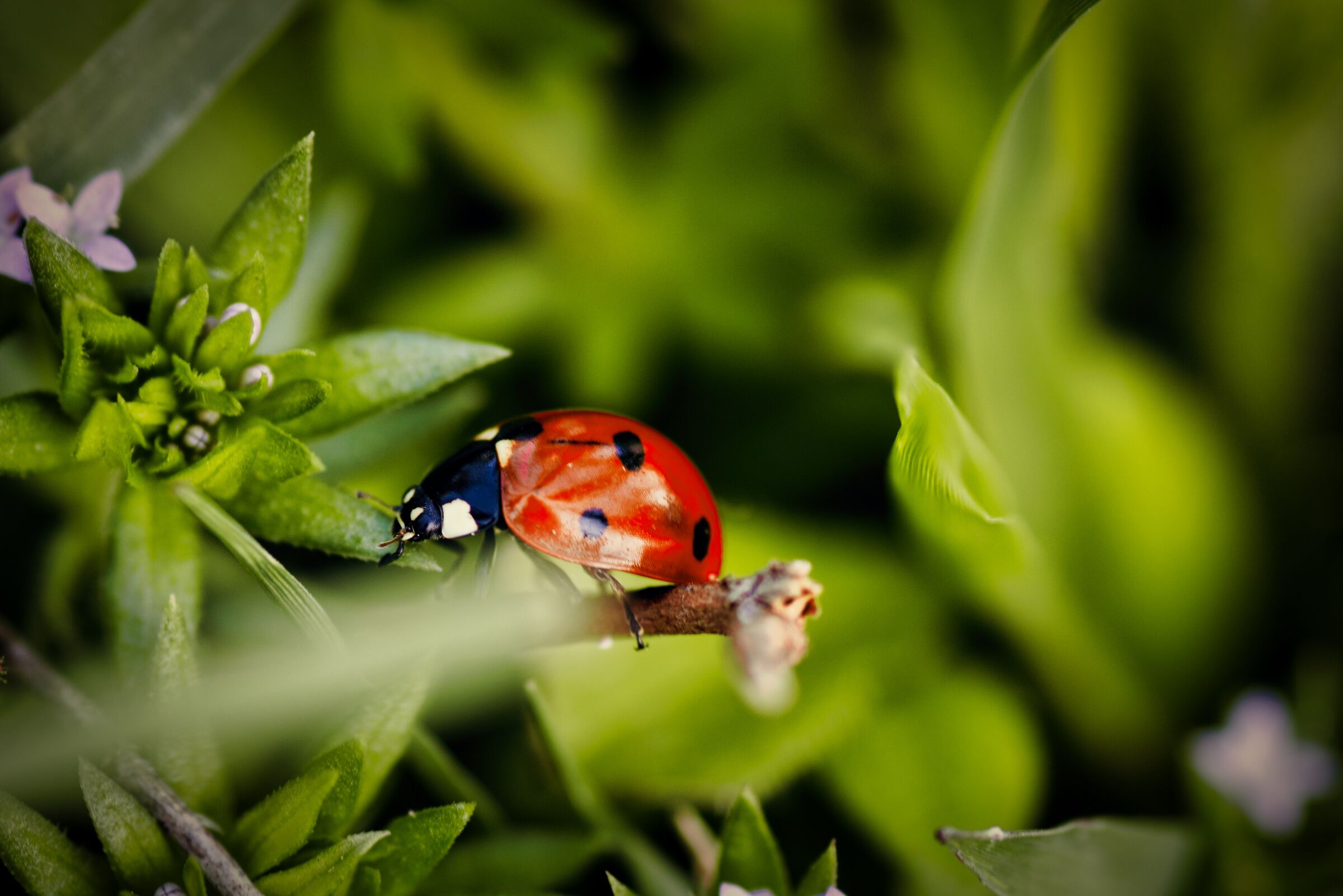 Ladybird