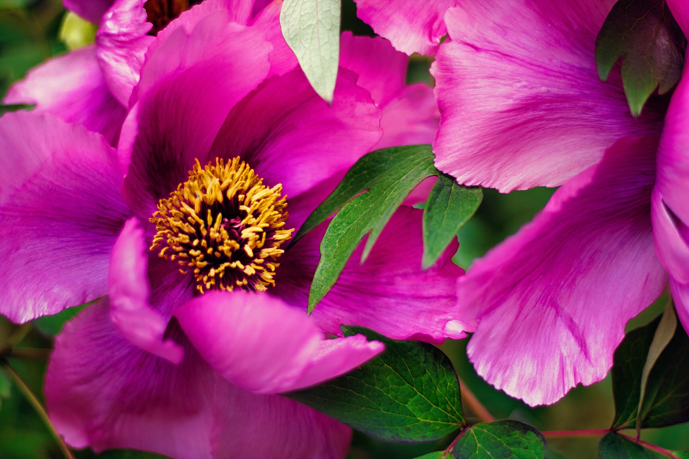 Peony