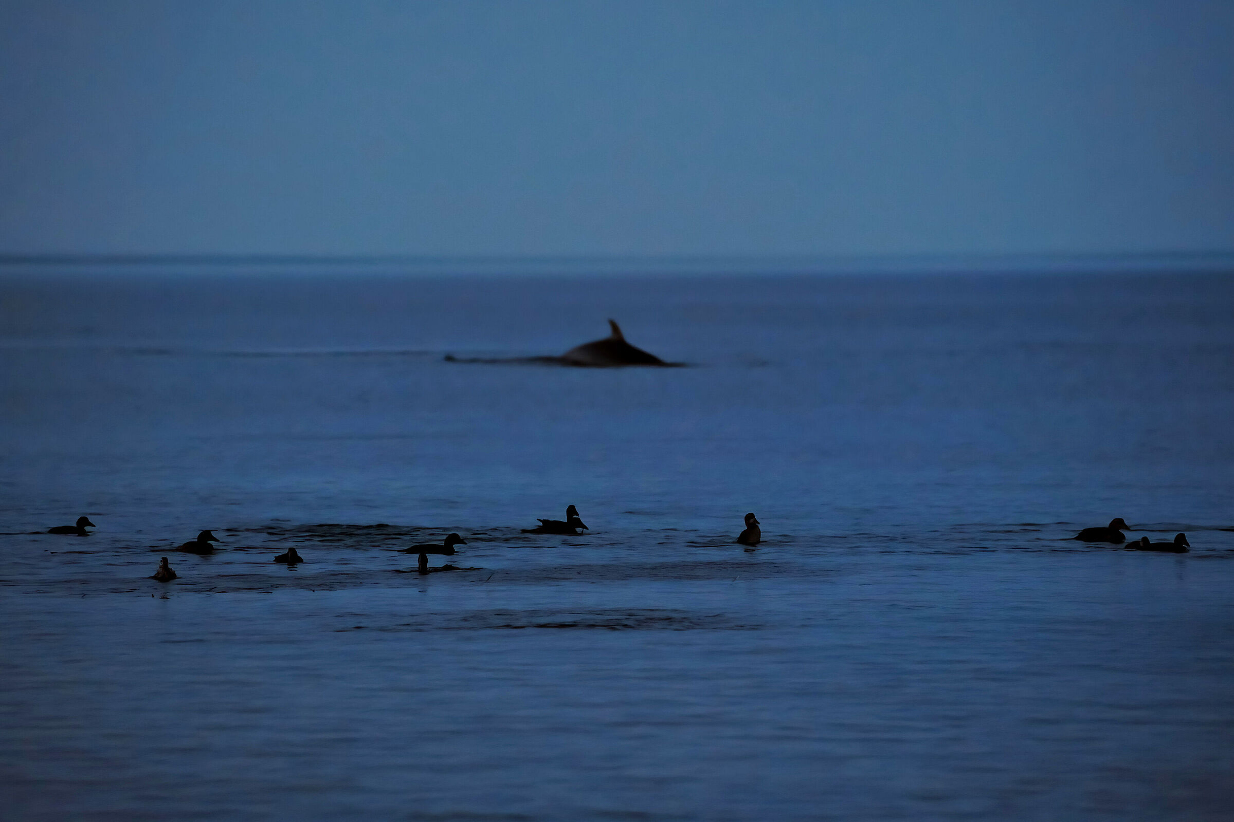 IT LONGEANT LE SAINT LAURENT 2012 POINTE DES MONTS