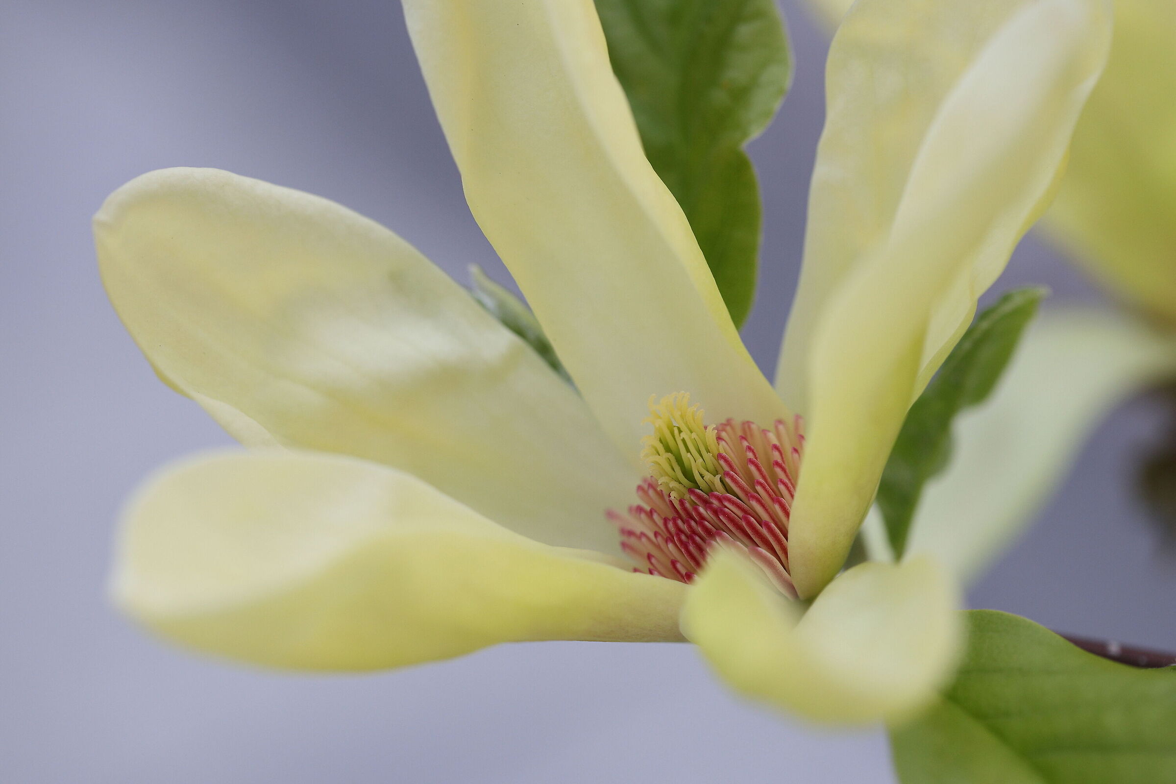 Yellow magnolia