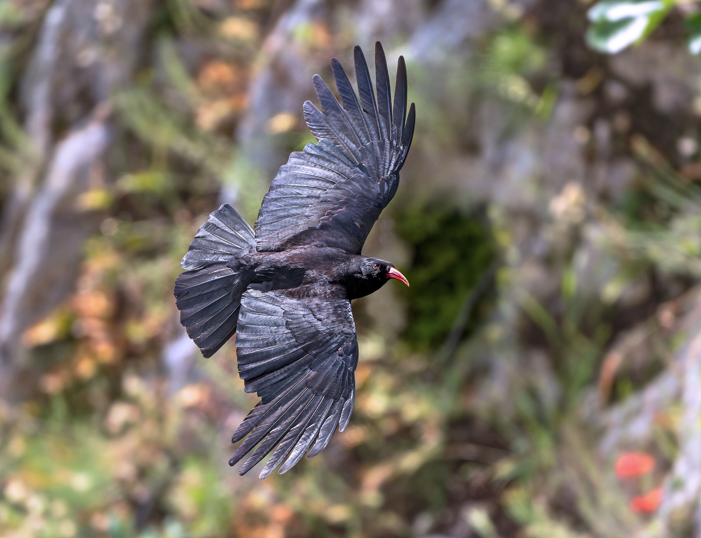Coral chough