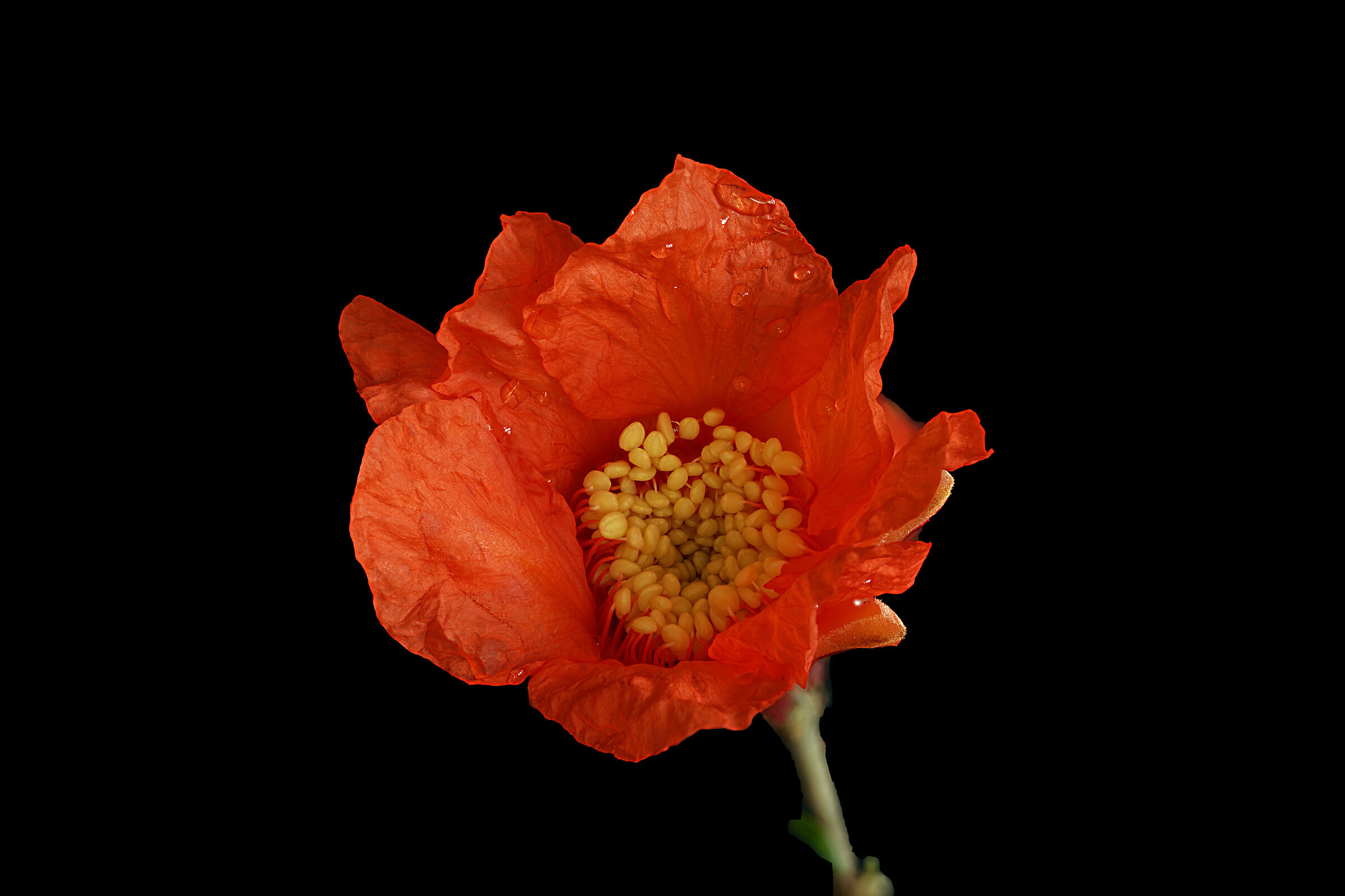 Pomegranate flower...