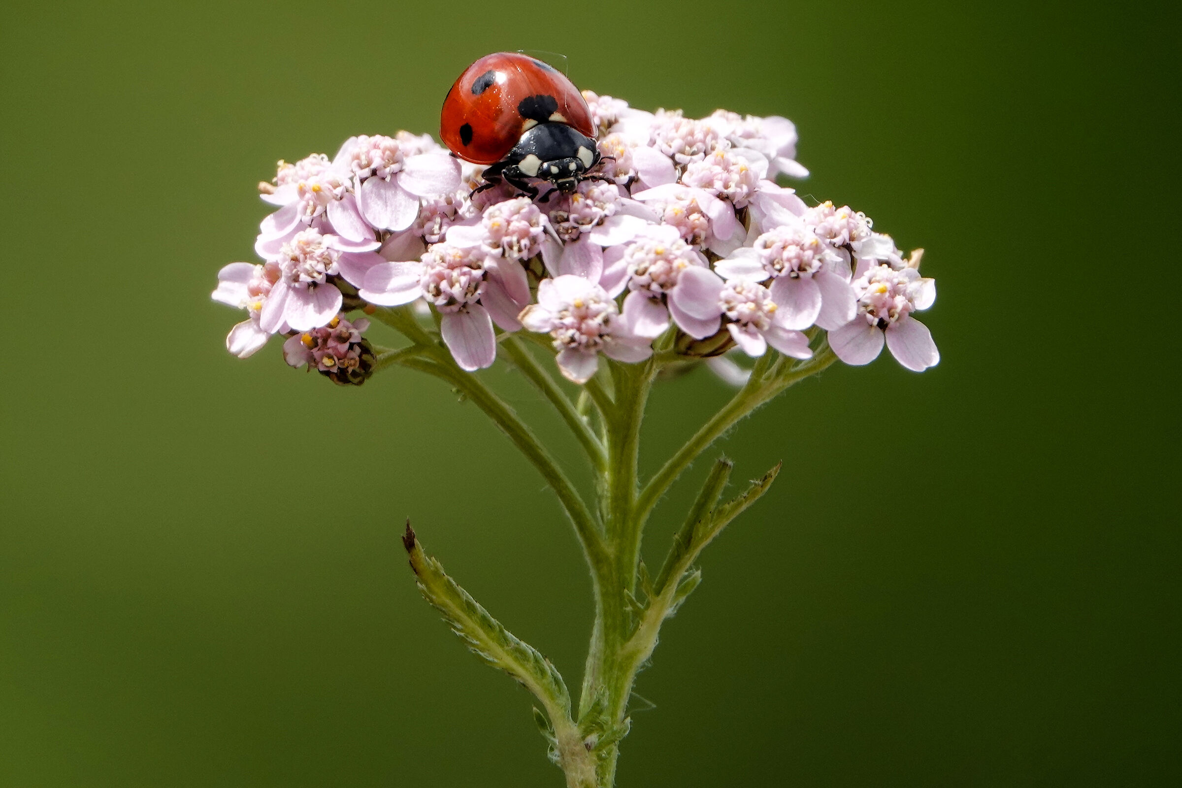 Ladybird