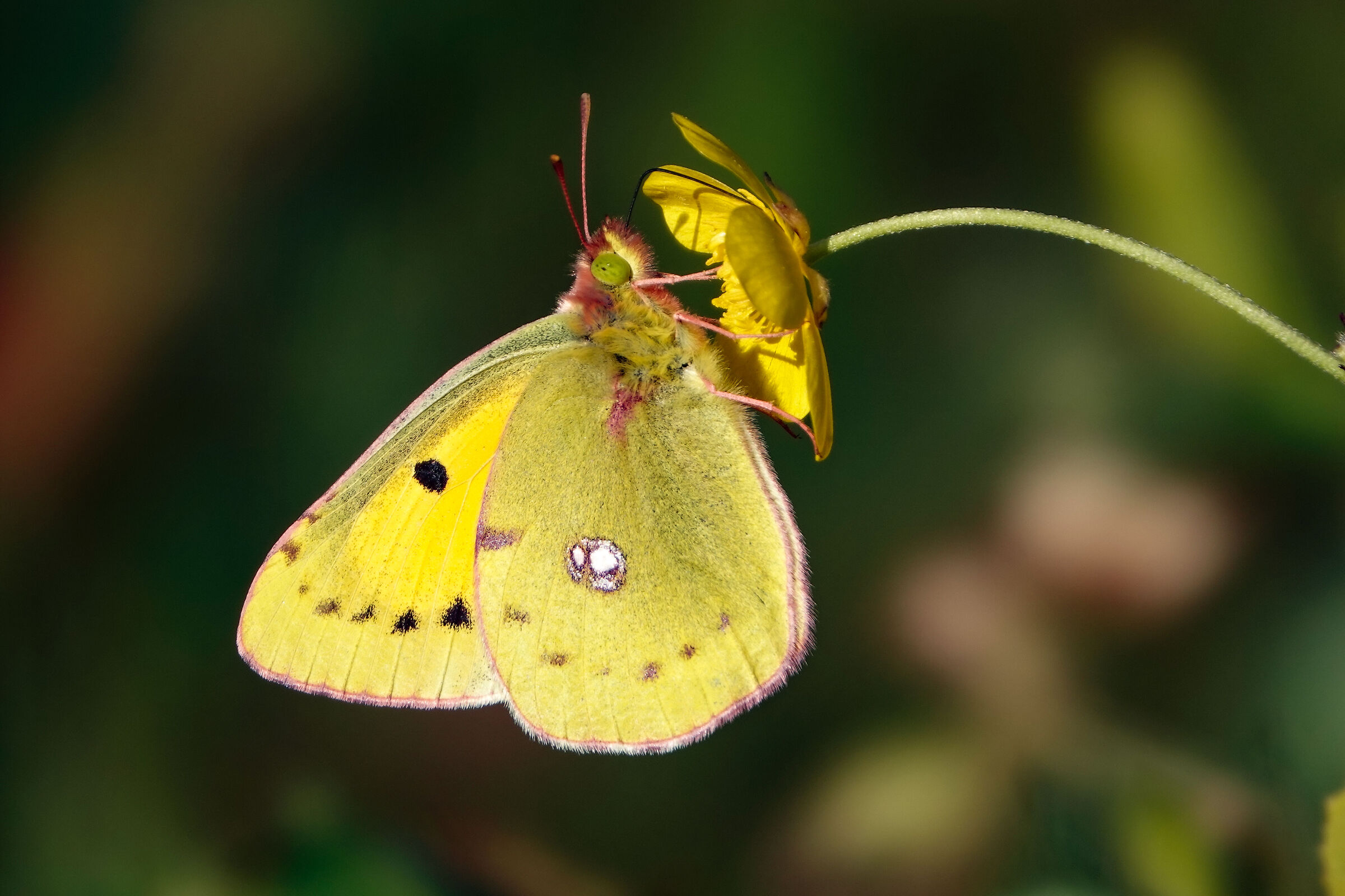 Colias crocea