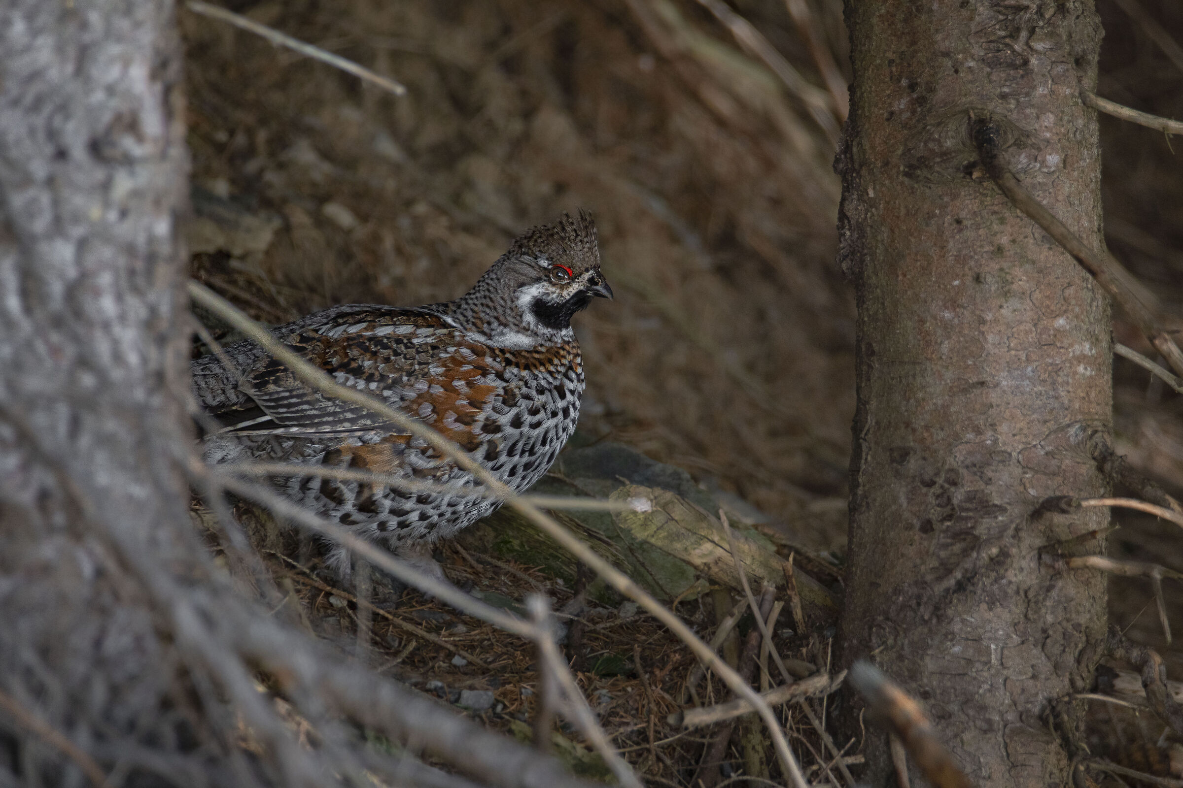 Mountain francolin