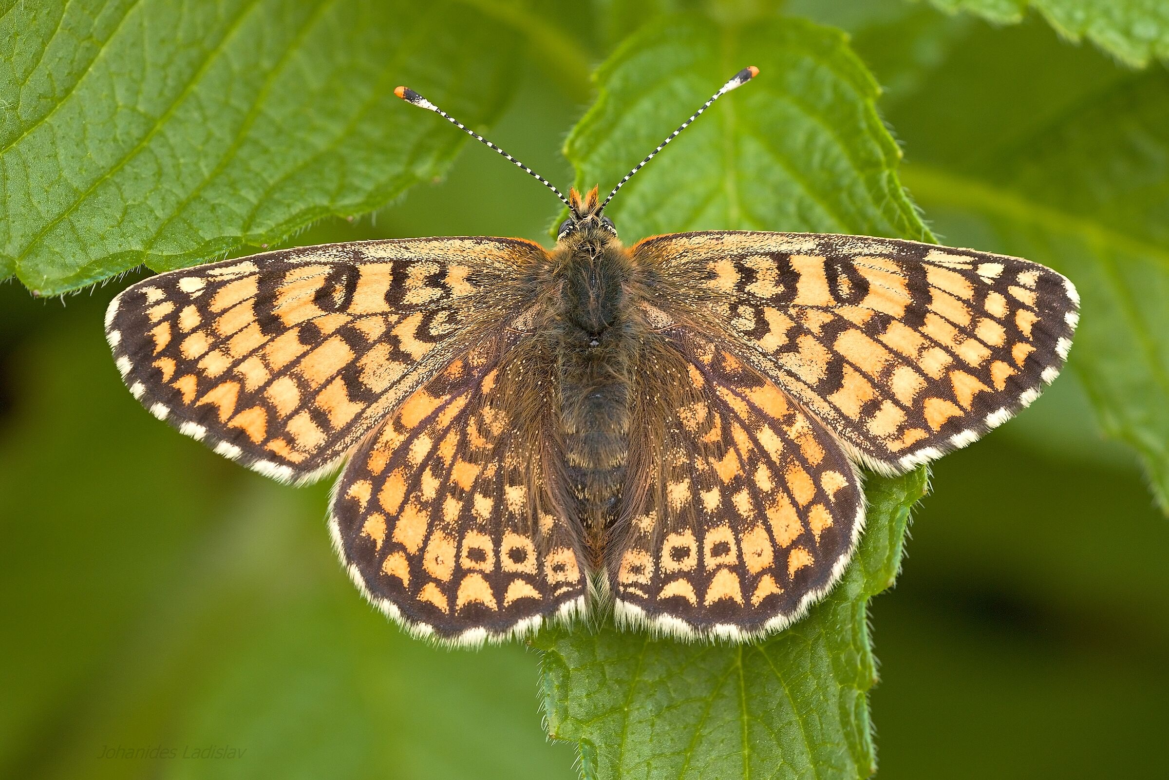 Melitaea cinxia (femmina)