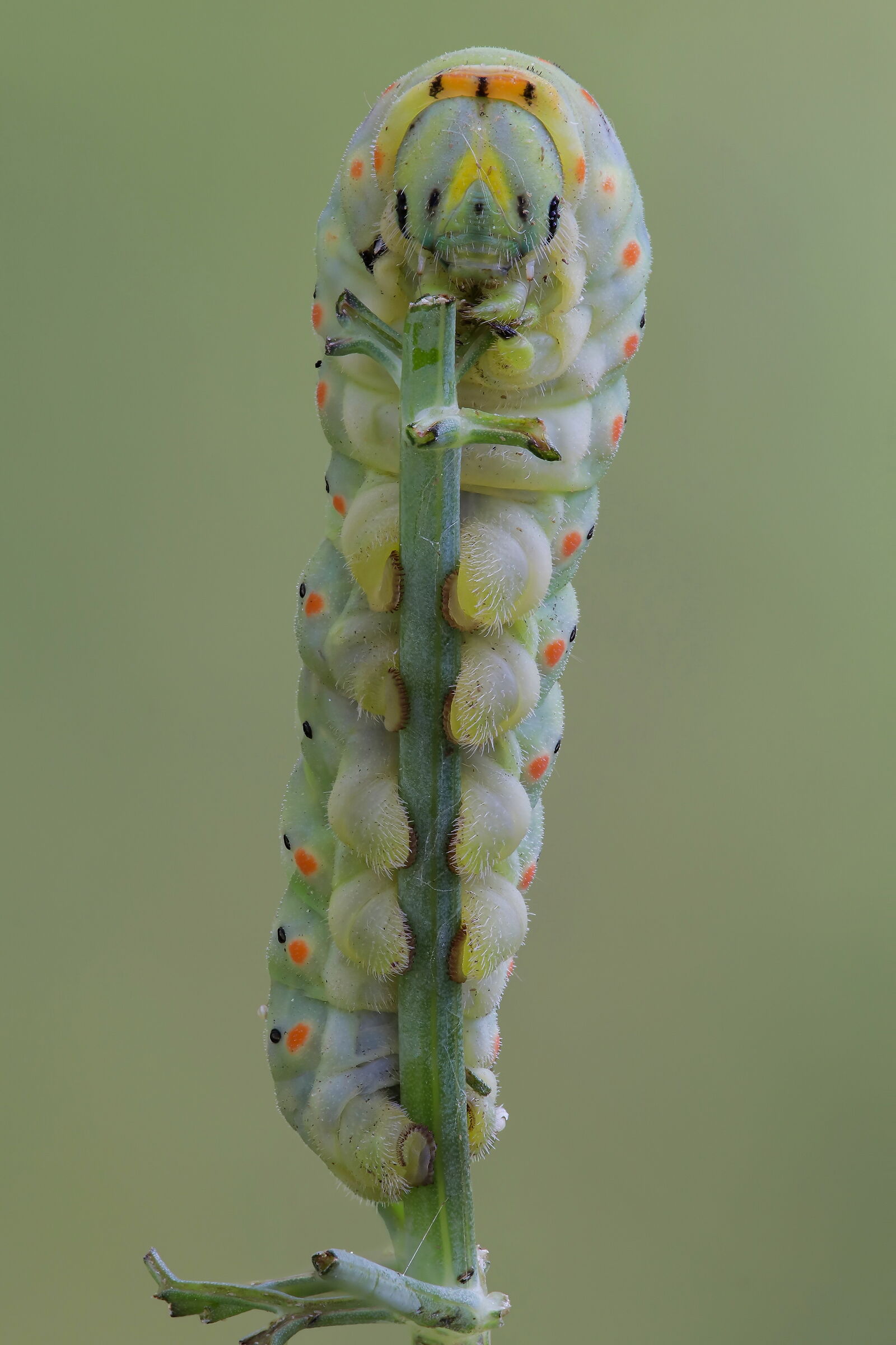 Macaone caterpillar