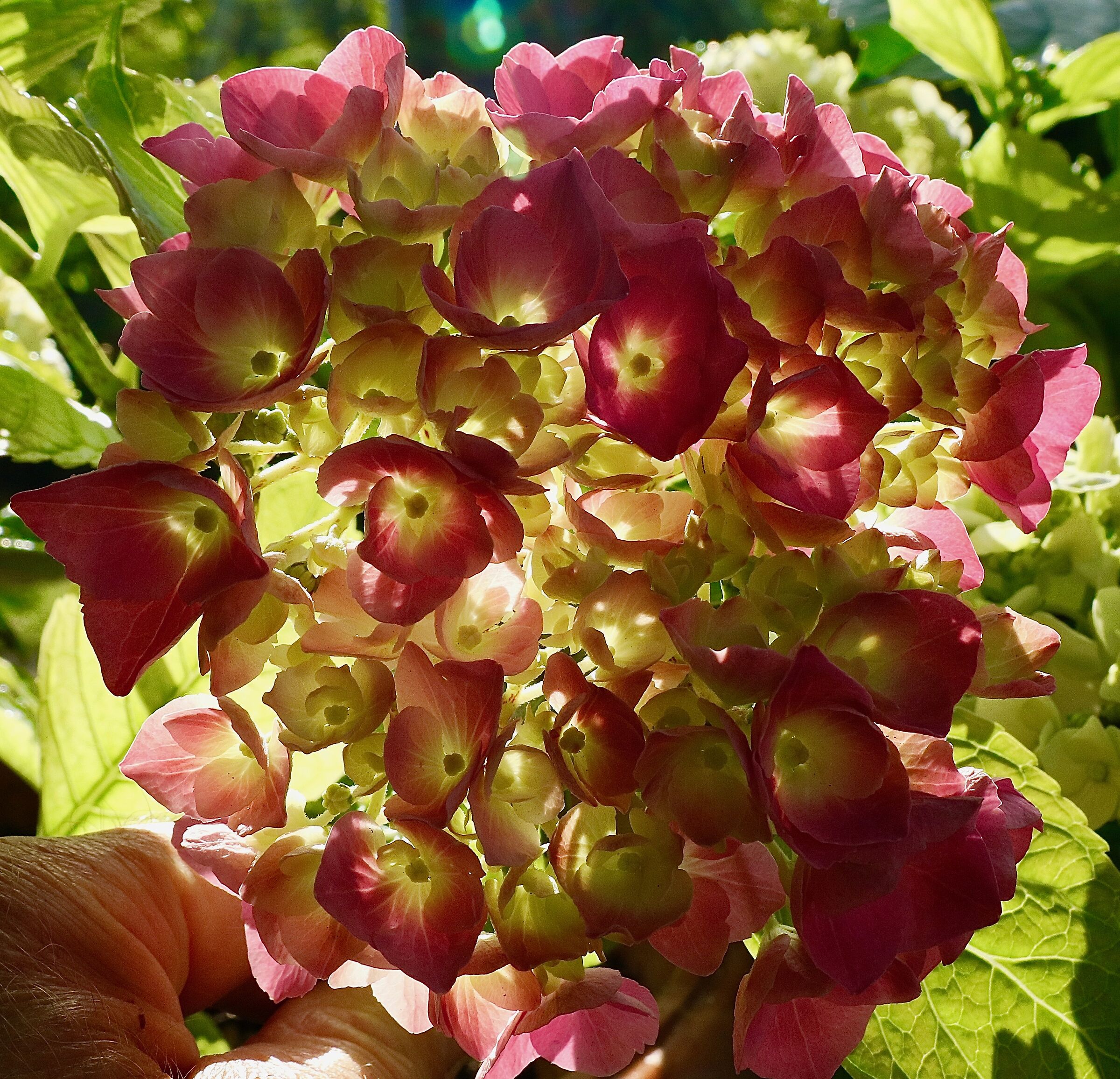 Hydrangeas in backlight.