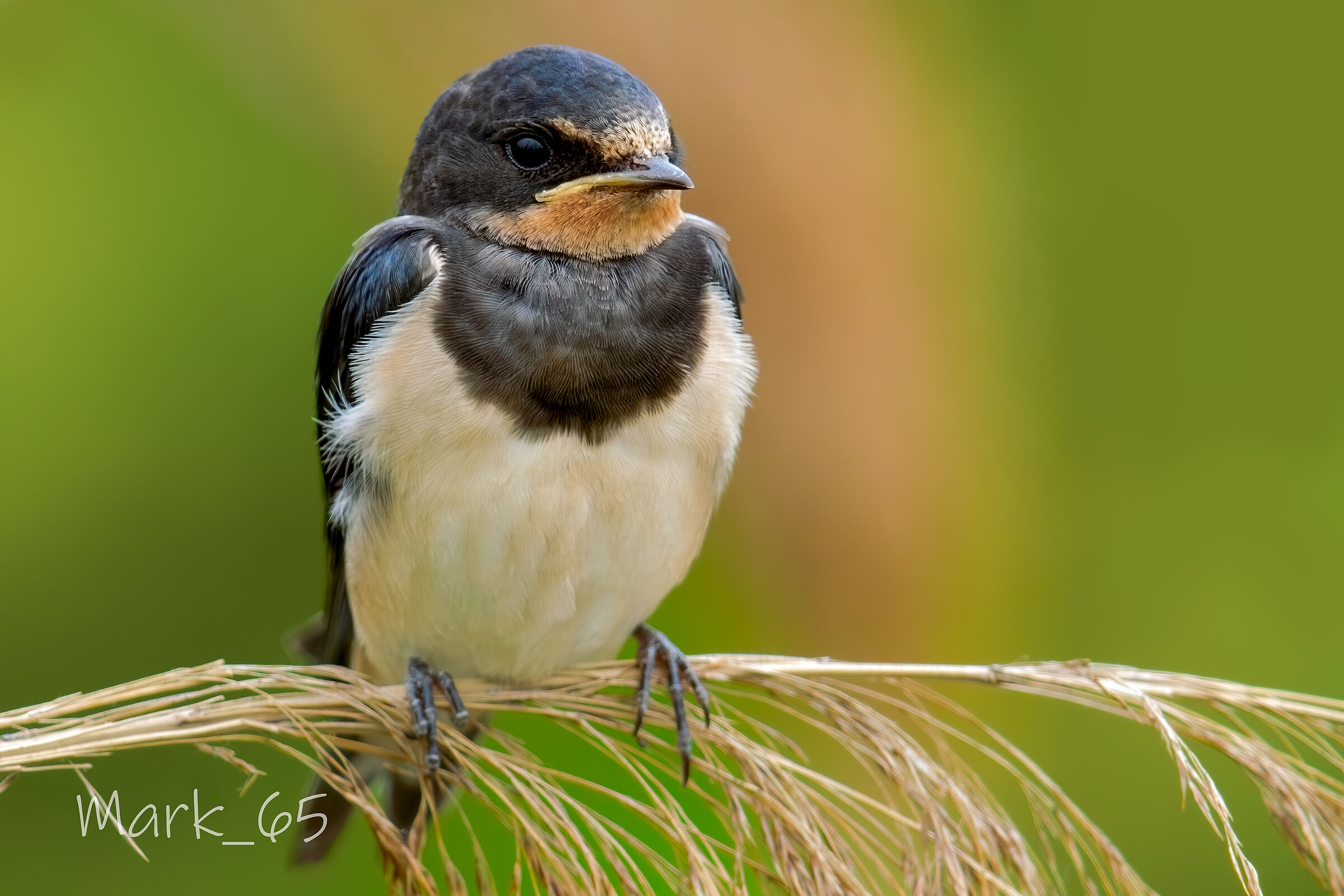 swallow
